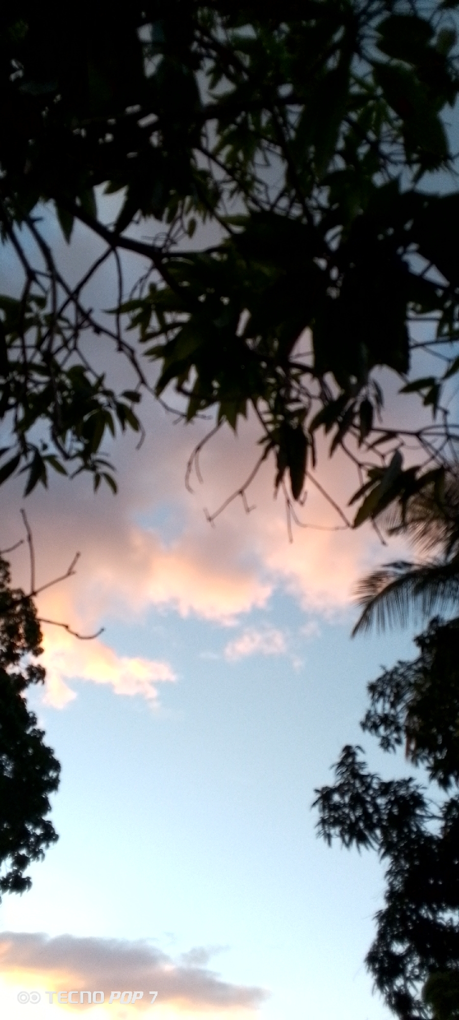 This image shows a close-up view of silhouetted tree branches and leaves against a sky with soft, pastel-colored clouds, suggesting either sunrise or sunset. The sky is predominantly light blue with hues of pink and orange mixed in the clouds. The bottom left corner of the image displays a watermark that reads "TECNO POP 7". The composition is framed by dark foliage at the top and sides, obscuring a clear view of the broader environment. The scene appears to be outdoors, possibly in a natural or semi-natural setting within the city of Altagracia, Venezuela, given the watermark suggesting a mobile device commonly used there. There are no people or identifiable human activity visible in the image.