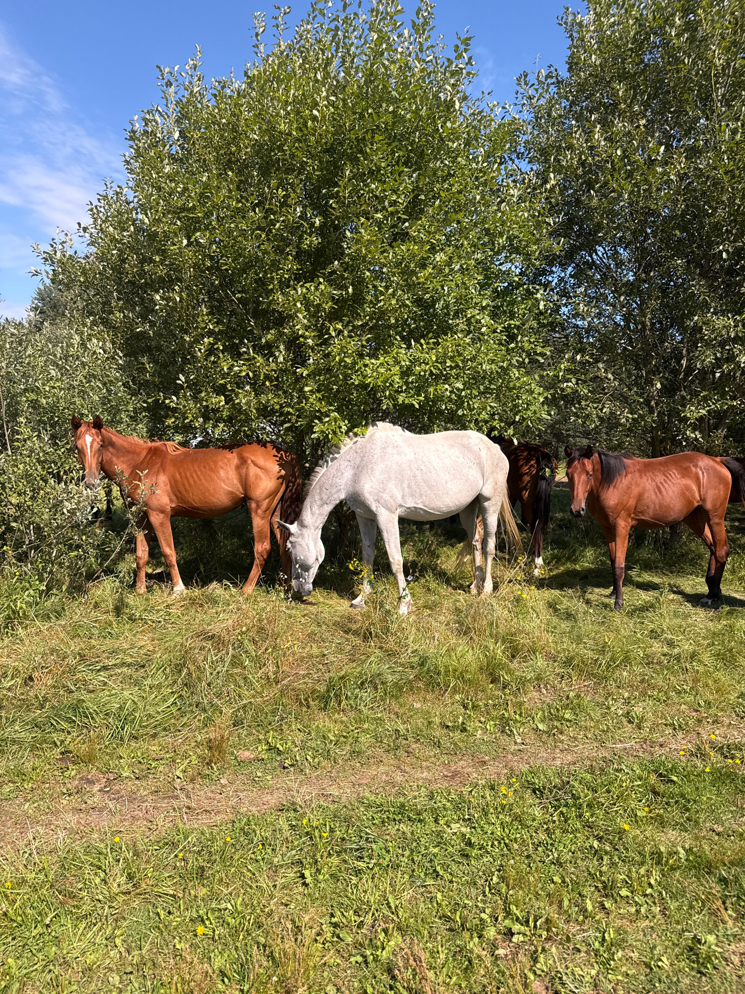 A bright, sunny day in a rural area of Galinė, Lithuania, features four horses grazing in a grassy field with lush green trees in the background. A reddish-brown horse stands on the left, facing the camera, with white markings on its face. Beside it, a white horse lowers its head to eat grass. Further to the right, a dark brown horse is partially visible, followed by another reddish-brown horse looking towards the viewer. The ground is covered in a mix of green and dry grass, with a faint dirt path winding through the scene. The sky above is a clear, vibrant blue with a few wispy white clouds.