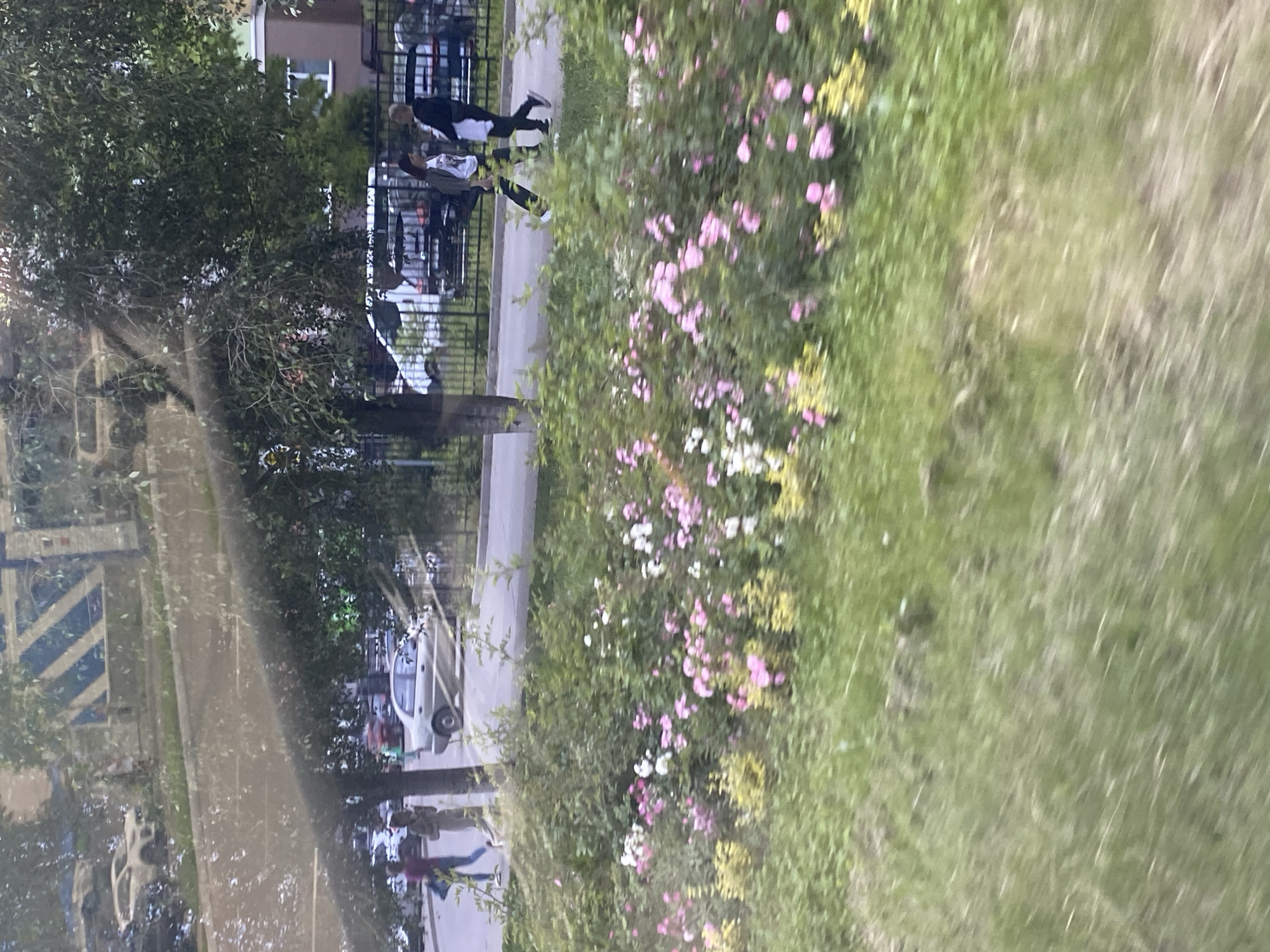 In Brovary, Ukraine, a street scene unfolds with a prominent embankment of blooming roses and other flowering plants in the foreground. The flowers are a mix of pink and white, interspersed with yellow foliage. Beyond the flowers, a paved road is visible, with a light-colored sedan in motion. Two individuals are walking on the sidewalk beside the road: one in a dark jacket and pants, the other in lighter clothing. Further back, more vehicles are parked and in motion, and a black metal fence runs along the edge of the property. Trees with dense green foliage cast shadows, and the reflection of a building with a patterned facade is visible on a glass surface, likely a window. The overall impression is a typical urban summer day.