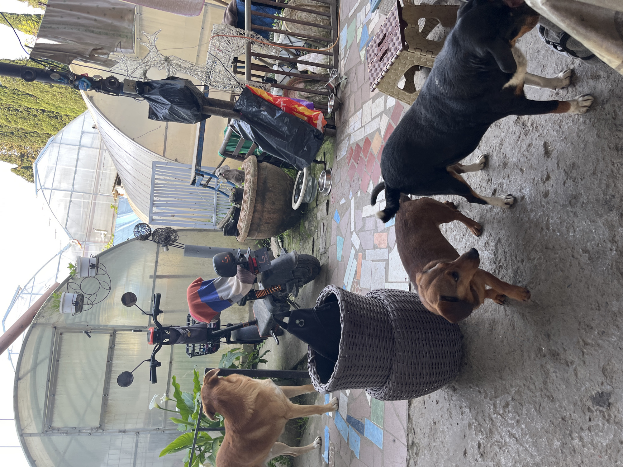 This image captures an outdoor yard or patio scene in Vesyoloye, Russia, featuring three dogs amidst various household and garden items, with greenhouses in the background.
In the foreground and midground, three dogs are visible. To the right, a large black and tan dog, possibly a Rottweiler mix, stands facing left. In the center, a smaller brown dog, possibly a dachshund mix, looks upwards. To the far left, a light brown dog stands near a large woven basket, facing right. Another small grey dog is barely visible in the background, peeking from behind a large ceramic pot.
The ground is paved with a mix of concrete slabs and colorful, irregularly placed tiles. Various objects are scattered around the yard: two electric scooters or bikes, one of which has "HUBO" written on its front. A large, dark woven basket is prominent in the center. Metal dog bowls are seen near a large ceramic planter. The background features multiple translucent polycarbonate greenhouse structures, suggesting a gardening or agricultural interest. Clothes are hung on a line, and various items like plastic bags, a light-up reindeer decoration, and gardening pots contribute to a cluttered, lived-in feel.
The scene takes place during the daytime, under bright natural light, indicating fair weather. The overall impression is a busy, functional outdoor space of a residence, shared with several dogs.