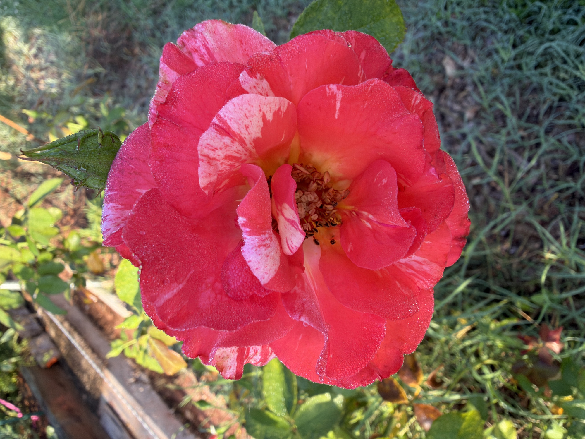 A close-up, overhead view captures a vibrant, bi-colored rose bloom covered in tiny dew drops. The rose features petals that are predominantly a bright fuchsia-red, interspersed with streaks and patches of creamy white. The texture of the petals is delicate and slightly ruffled, with the dew drops creating a shimmering effect. At the center of the rose, the stamens are visible, appearing dry and brown. Above and to the left of the bloom, a green rose bud is partially visible, its sepals tightly closed. The background consists of a blurred garden environment. Green grass and foliage dominate the lower portion of the image, with some dried leaves and dark soil visible beneath. In the upper left quadrant, a wooden garden bed structure with metal edging is out of focus. The lighting suggests it is early morning, with sunlight casting a warm glow on the scene. No people or animals are present in the image.