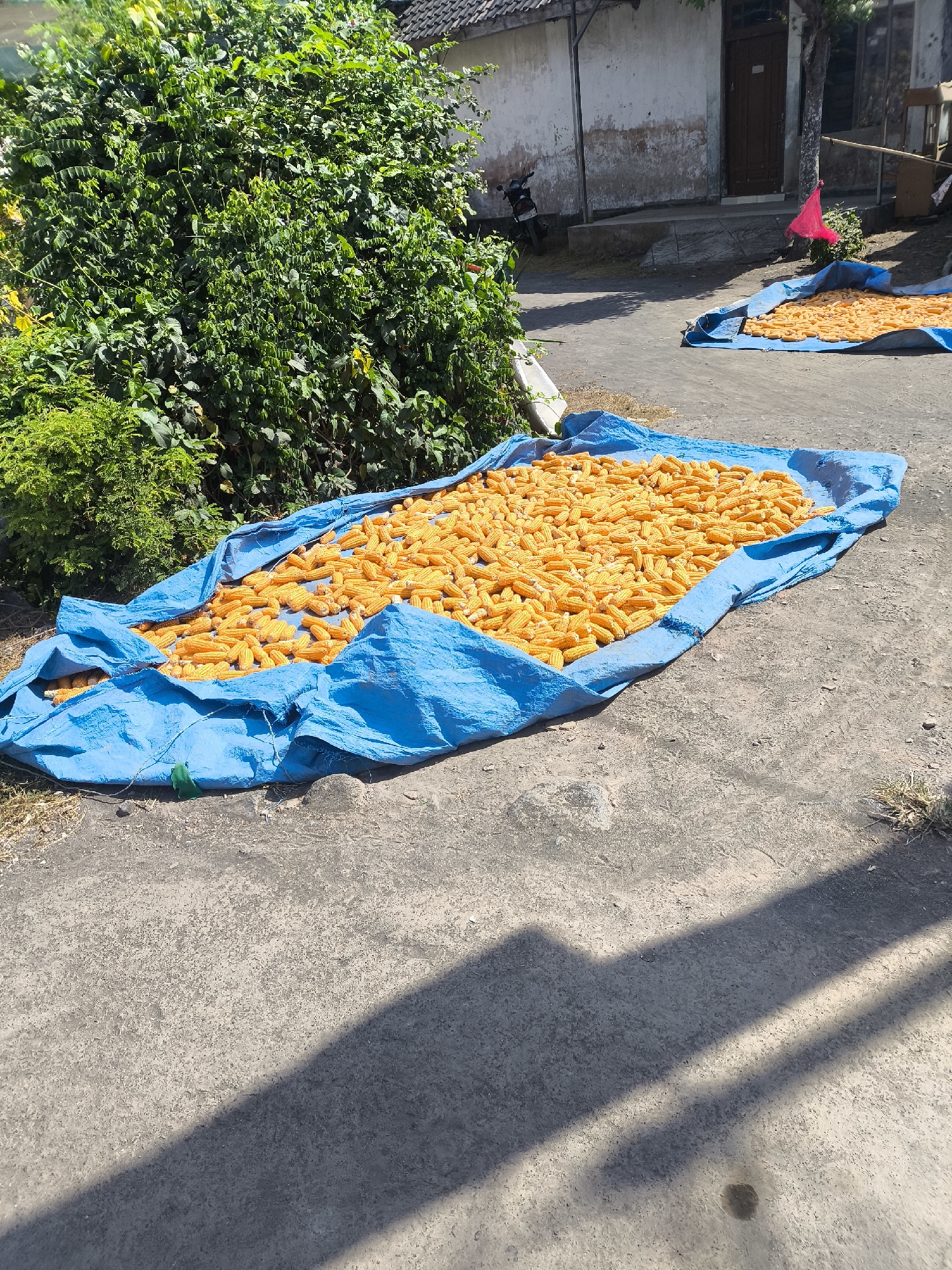 In Grati, Indonesia, two blue tarps are spread on a concrete surface. The tarps are filled with numerous ears of corn, which appear to be drying in the sun. To the left, a lush green bush dominates the foreground. In the background, a rustic building with a textured wall and a wooden door is visible, with a motorcycle parked nearby. The scene is bathed in sunlight, casting shadows on the ground, suggesting it is daytime.
