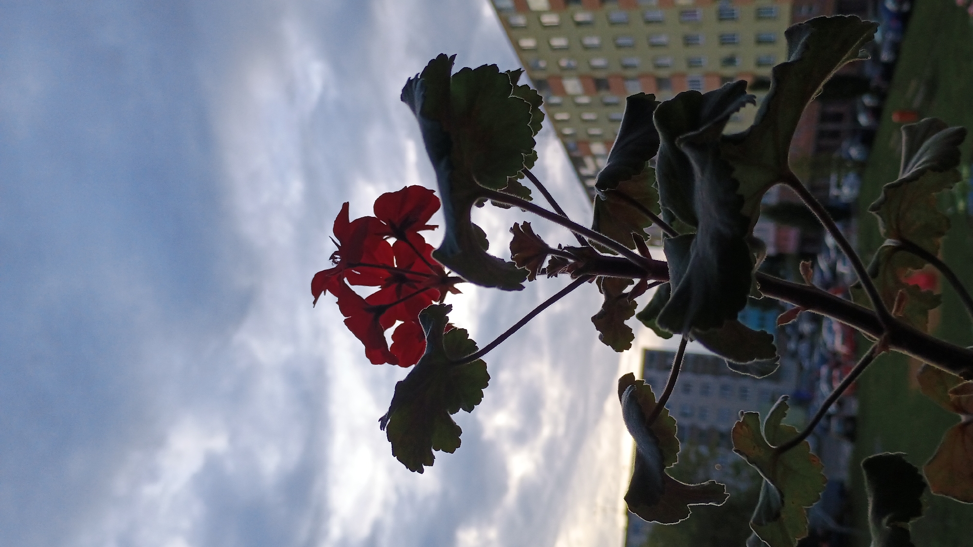 A silhouette of a red geranium flower with dark green leaves is in the foreground. The plant is positioned in front of a cloudy sky with a gradient of blue and gray hues. In the background, several multi-story residential buildings and parked cars are visible. The scene is set in the city of Sokolov, Czechia.