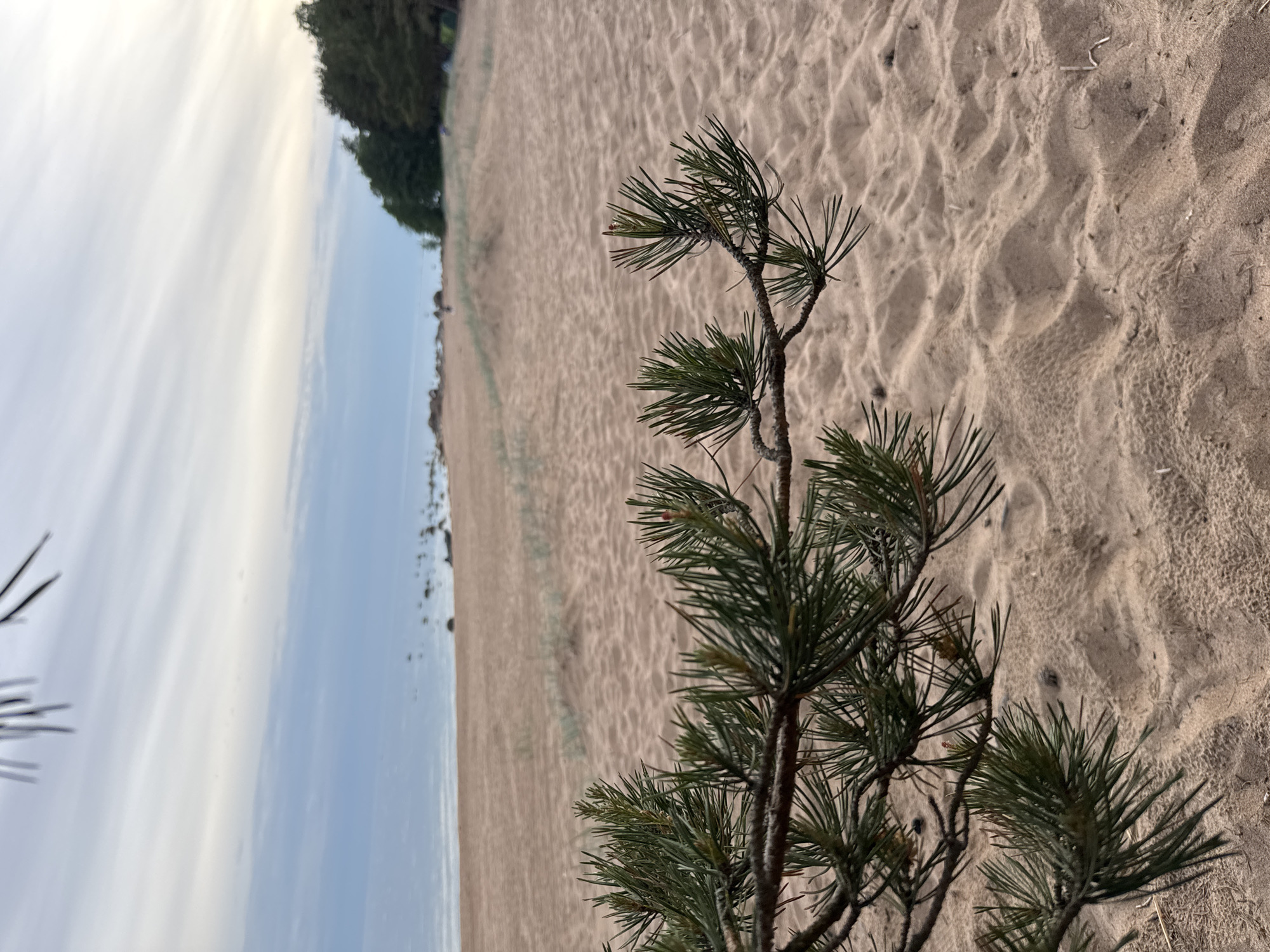 The image depicts a serene coastal landscape in Zelenaya Roshcha, Russia. In the immediate foreground, a sharp, horizontal pine branch with numerous dark green needles extends across the lower-mid section of the frame. Beyond the branch, a broad, light-brown sandy beach dominates the midground, featuring subtle undulations and minimal traces of vegetation. In the far distance on the beach, two indistinct figures or objects are barely discernible. The beach gradually slopes towards a calm body of water, the sea, which stretches across the background. The sea meets the shore, with some dark rocks visible along the distant left coastline. A dense line of dark green trees forms a boundary along the far right edge of the beach. The sky above is overcast, displaying elongated, streaky cloud formations in shades of pale blue and white, suggesting diffused natural light. No specific actions or interactions are visible.