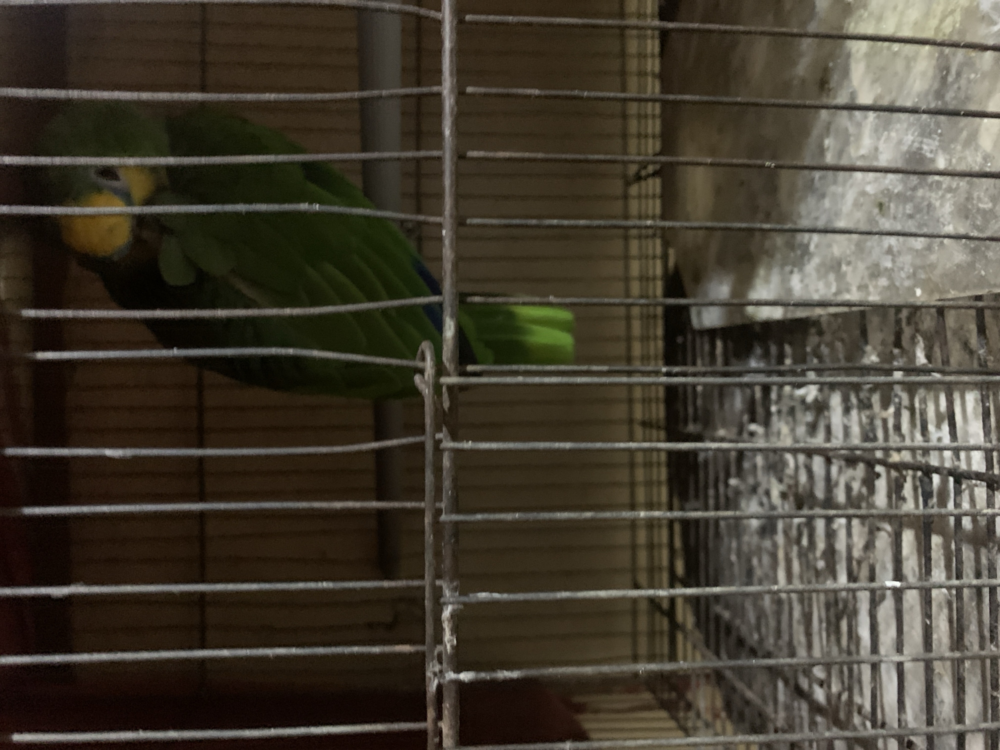 A green parrot with a notable yellow patch around its beak and chin is captured inside a metal cage. The parrot's plumage is predominantly green, with a visible hint of blue on its lower back or wing feathers. Its dark eye is discernible amidst the yellow and green feathers.
The parrot appears to be perched or moving within the cage, which is constructed from horizontal and vertical metal bars. The lighting in the image is dim, suggesting it might be taken indoors or in a poorly lit area. The background immediately behind the parrot and to the left within the cage consists of a dark, possibly wooden, slatted surface. To the right and at the bottom of the cage, a lighter, textured surface is visible, appearing somewhat stained or dirty, possibly concrete or a similar material, with visible debris or droppings.
The overall scene depicts a parrot in its enclosure. There are no people visible, and no discernible text. The provided location context is Santa Ana, Venezuela.
