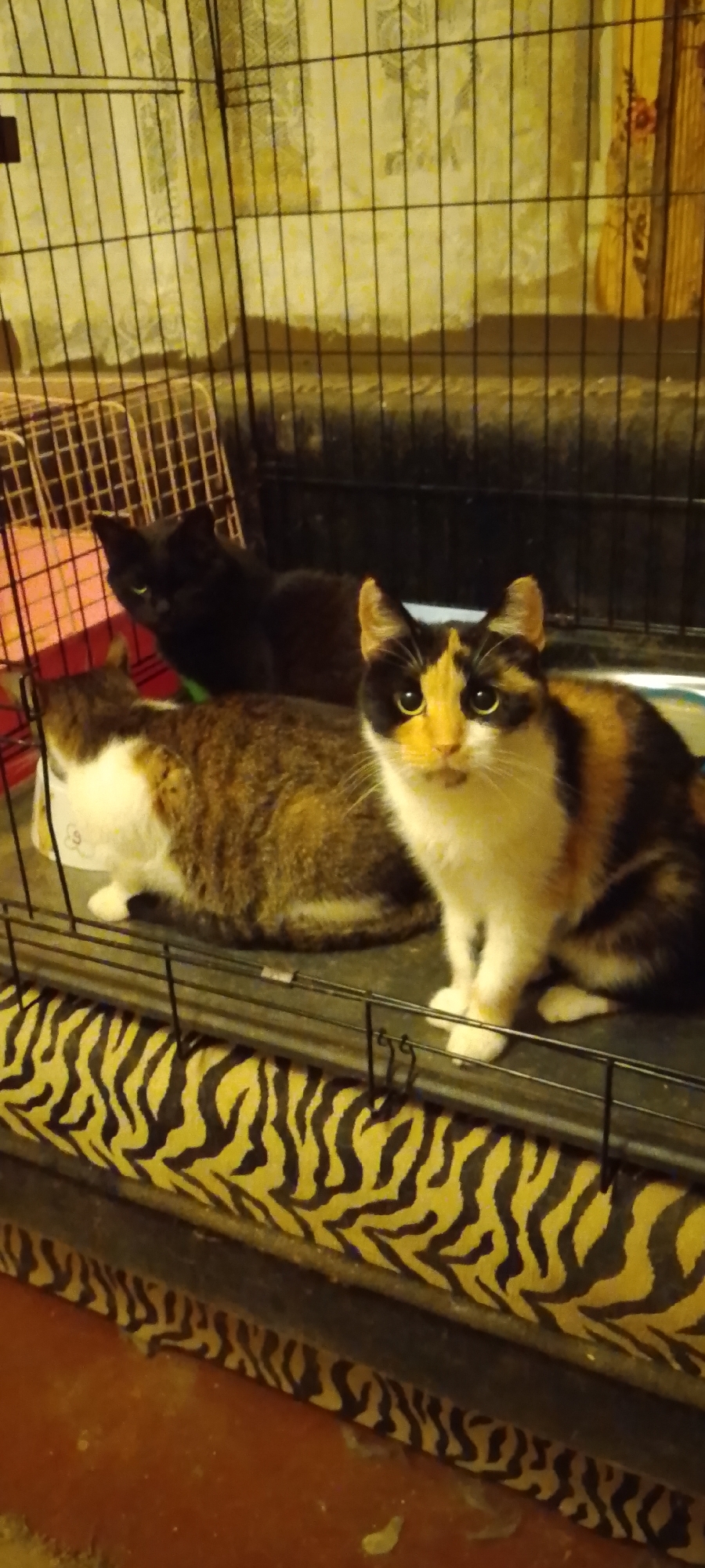 In an indoor enclosure with a black wire cage, three cats are present. In the foreground and slightly to the right, a calico cat with black, white, and orange patches sits alertly, facing forward. To the left and behind the calico cat, a tabby and white cat is lying down, mostly obscured. In the background, a black cat is partially visible, looking to the left. The enclosure contains a pink and white plastic crate on the left, and a black metal tray with a black and yellow striped fabric on the bottom. The background shows a lightly patterned yellow curtain. The scene appears to be in a domestic setting.