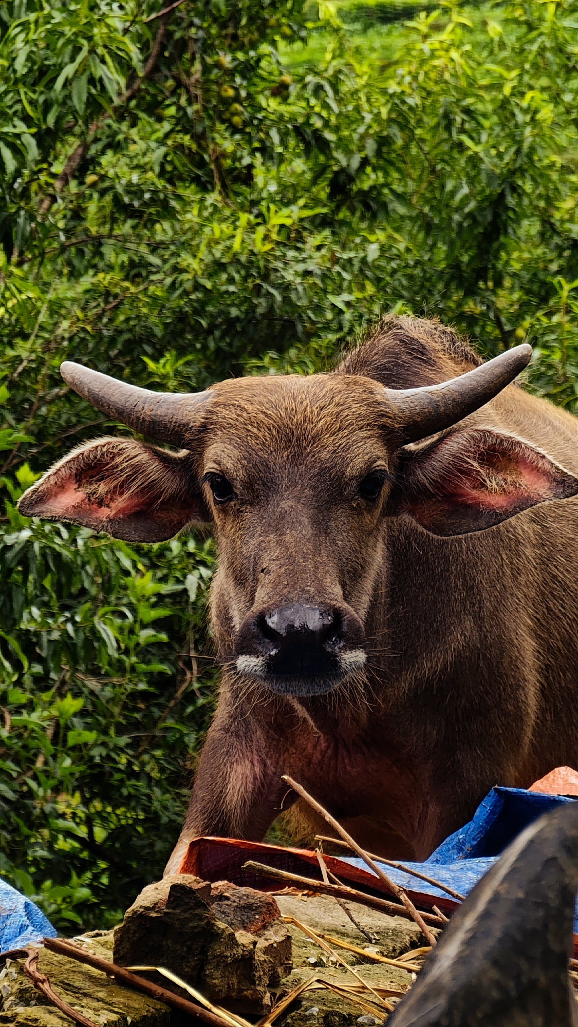 A young brown water buffalo calf, facing forward, dominates the central frame in Mù Cang Chải, Vietnam. Its dark eyes are fixed on the viewer, with short, curved horns extending from its head and large, pink-lined ears splayed outward. The buffalo's nose appears dark and moist, and subtle white whiskers are visible around its muzzle. The upper body of the animal is visible, with its brown fur appearing somewhat damp. In the immediate foreground, a rough, uneven surface composed of earth, rocks, and dried straw or plant debris is present. Fragments of blue and red plastic tarp are interspersed among these materials. The background consists of dense, vibrant green foliage, indicative of tropical vegetation, with small, round, yellowish-green fruits visible on some branches. The lighting is natural and even, suggesting an outdoor, possibly overcast, environment.