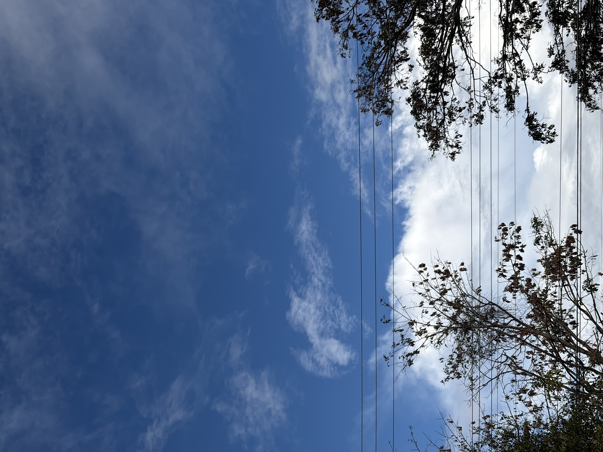 The image displays an outdoor, daytime scene in Guayana City, Venezuela, primarily depicting the sky and upper tree canopies. The upper two-thirds of the frame consist of a vibrant blue sky featuring scattered, wispy white cirrus clouds, with denser cumulus clouds present in the lower sky. Five distinct, dark-colored parallel power lines traverse horizontally across the mid-section of the image. Below the power lines, two tree canopies are visible. On the left, a deciduous tree with numerous bare branches and clusters of dried, brown leaves or seed pods is silhouetted against the sky. On the right, a tree with denser, dark green foliage extends into the frame. No human subjects, animals, or specific actions are depicted. The scene is illuminated by natural daylight, casting the trees into silhouette.