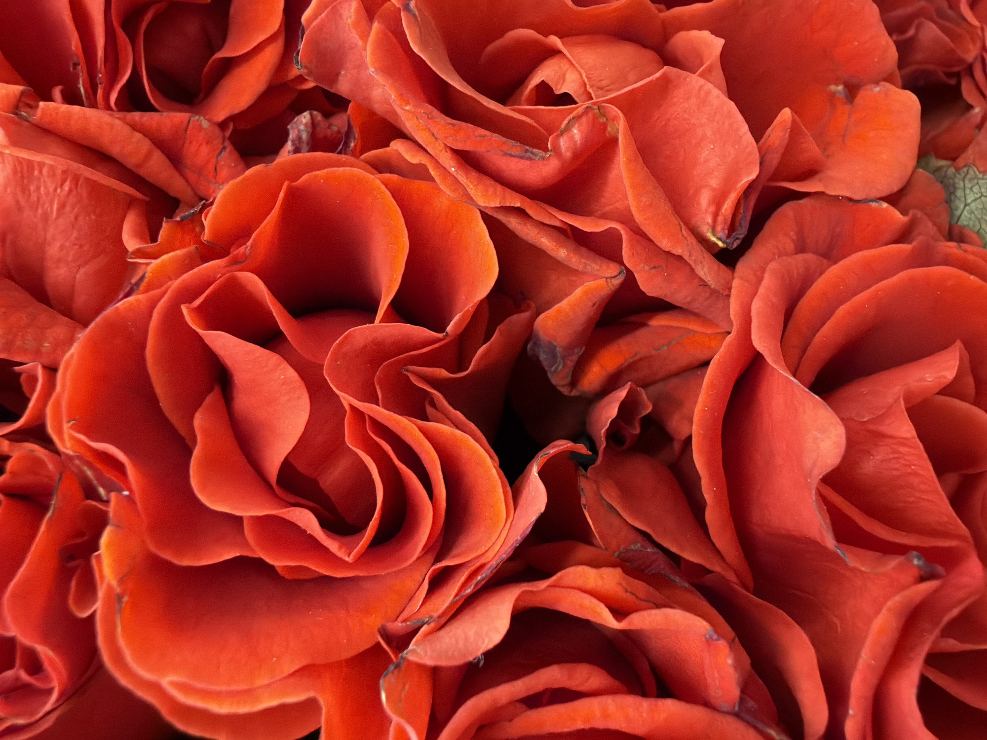 The image shows a dense arrangement of red rose blossoms. The petals are tightly packed, with a slight variation in color and texture on each one. No people, subjects, objects, actions, interactions, or environment can be determined from the image beyond the flowers. No location information is discernable from the image.