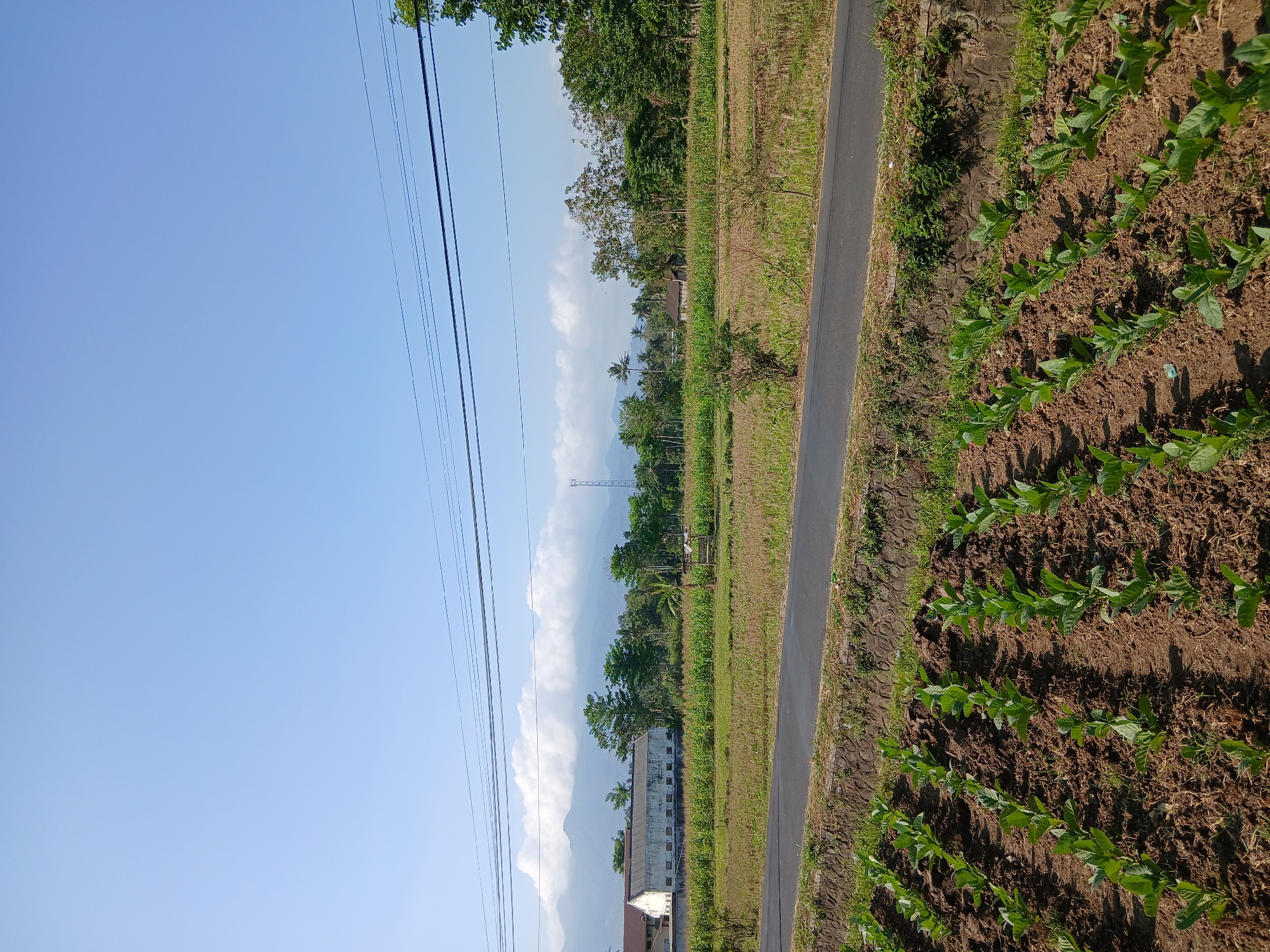 The image depicts a rural landscape in Sekarputih, Indonesia, under a clear blue sky with scattered clouds. In the foreground, rows of young green plants, possibly tobacco, are planted in dark brown soil. A stone retaining wall with green vegetation runs alongside the field. A paved road with a dark asphalt surface stretches across the mid-ground, separating the foreground field from a larger field behind it. This larger field contains a mix of dry grass and some green crops, likely corn, interspersed with scattered bushes and a small, wooden structure. In the background, a long, low-rise building with a white facade and a weathered roof is visible to the left, with trees and vegetation surrounding it. Further back, a series of mountains forms the horizon, with some clouds clinging to their peaks. A tall telecommunications tower can be seen in the distance. Power lines are strung across the upper portion of the image, with a few trees visible to the right. The overall scene is one of agricultural land in a rural setting with a mountainous backdrop. There are no people or animals visible in the image.