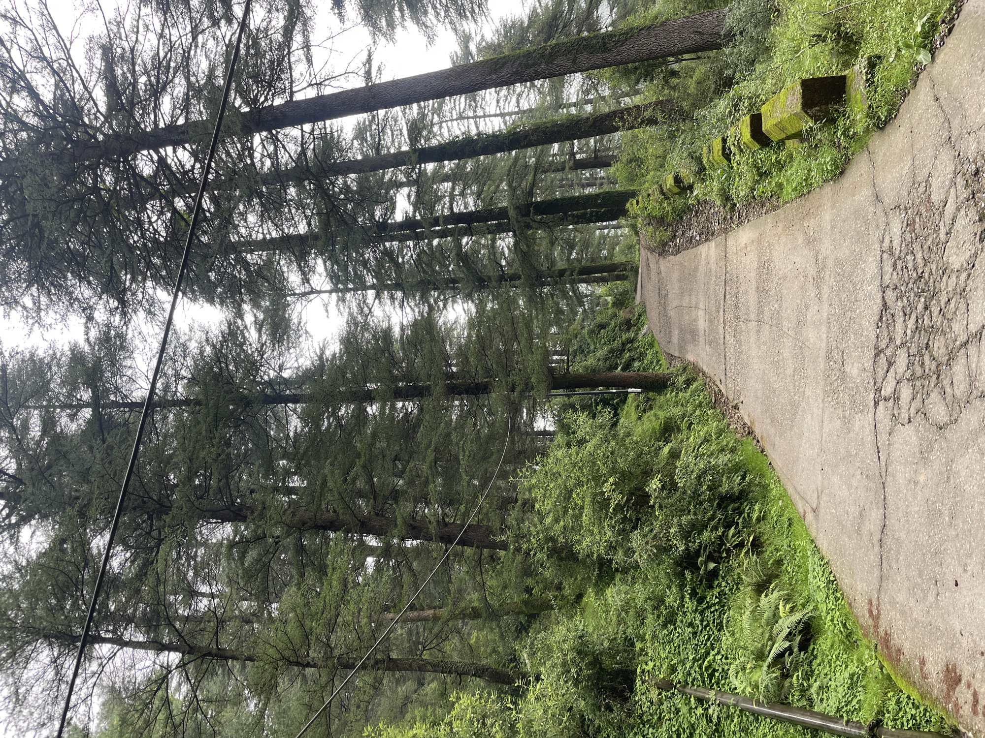 A paved road winds uphill through a dense pine forest. The road is cracked and weathered in places, with moss growing on the stone barriers that line the right side. Lush green foliage, including ferns and bushes, covers the slopes on either side of the road. Tall pine trees with dark bark and dark green needles dominate the scene, their branches reaching towards a hazy, overcast sky. Several utility wires are strung across the upper part of the image. The overall impression is one of a natural, somewhat damp environment on a cloudy day.