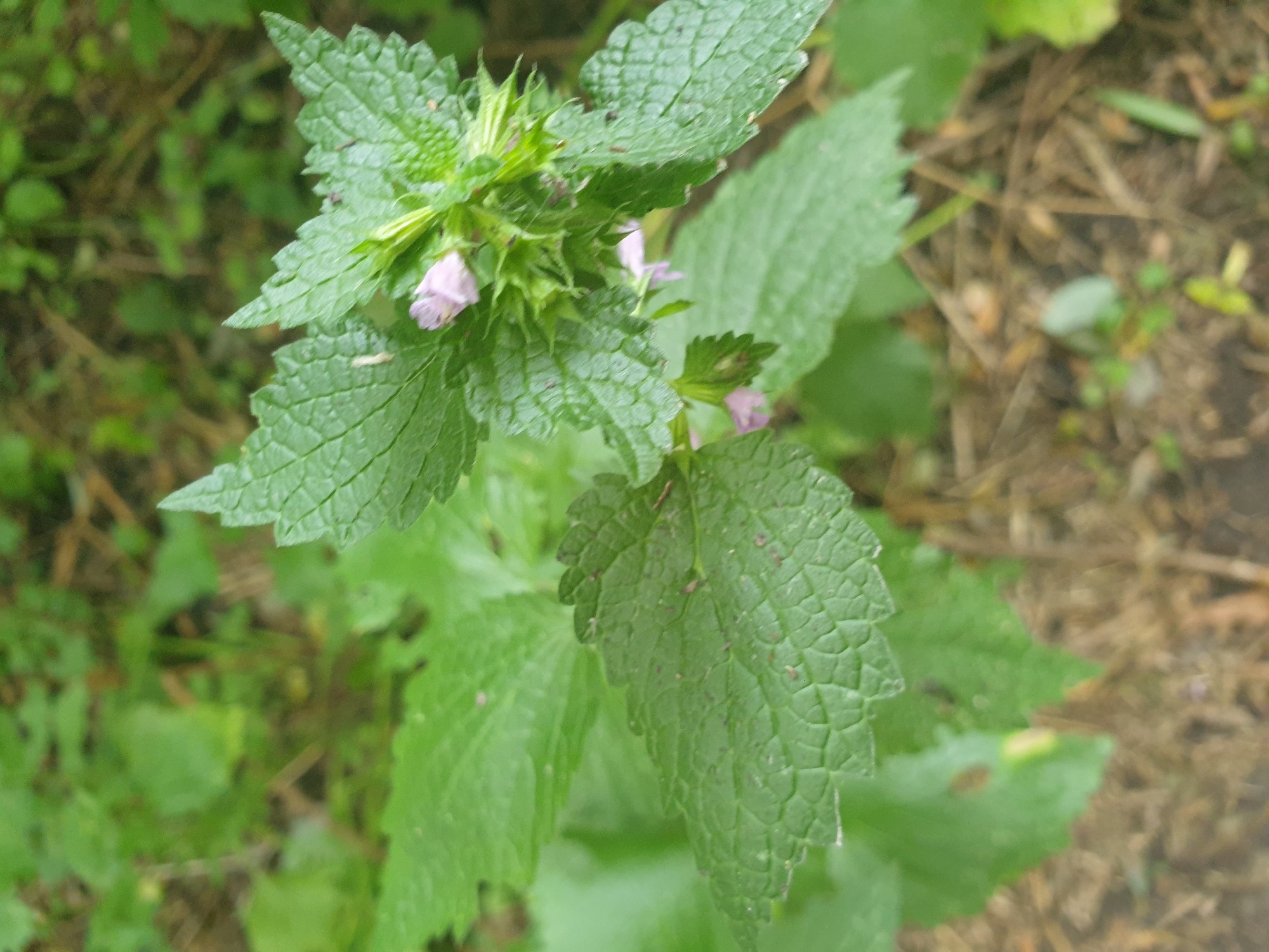 A close-up, top-down shot focuses on a patch of green foliage, likely a plant with serrated leaves. At the top of the image, a cluster of small, light purple flowers are visible amidst the green. The background is blurred, showing a mix of green vegetation and brown ground, suggesting an outdoor, possibly natural setting. The image was taken in the city of Lozovyi Yar, Ukraine.