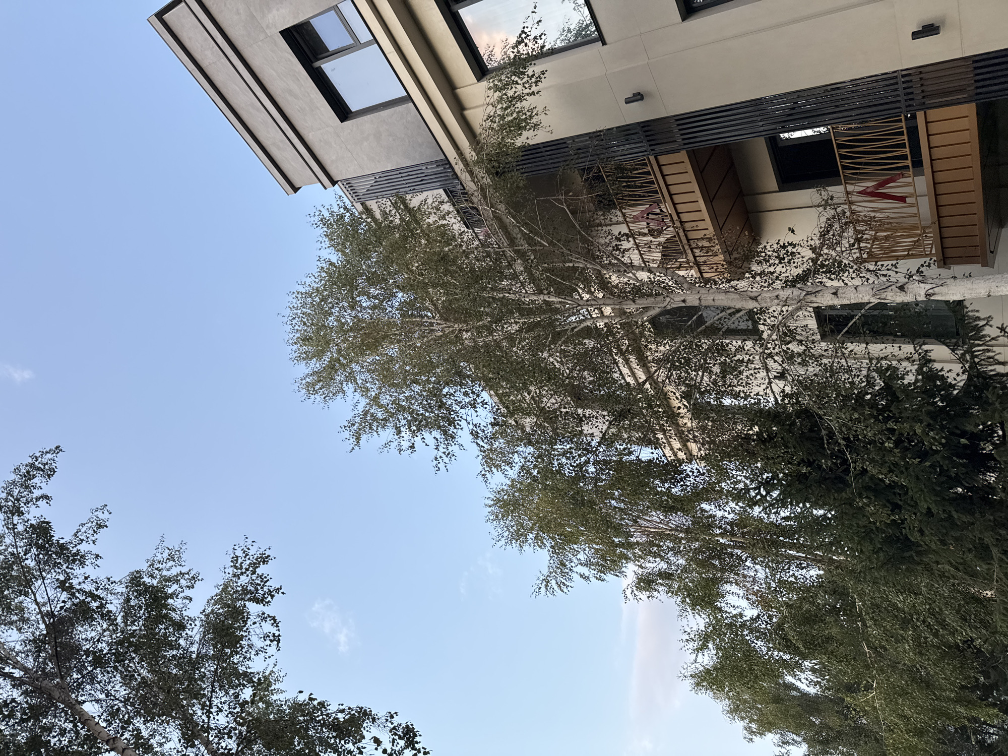 The image shows a modern building with balconies and windows, partially obscured by tall trees with sparse leaves. The sky is clear and blue with a few wispy clouds. The building is light-colored with dark trim and metal accents. The trees are a mix of deciduous and coniferous. The scene appears to be outdoors, possibly in a residential or commercial area, with the location identified as Sary-Oy, Kyrgyzstan. There are no people or animals visible in the image.