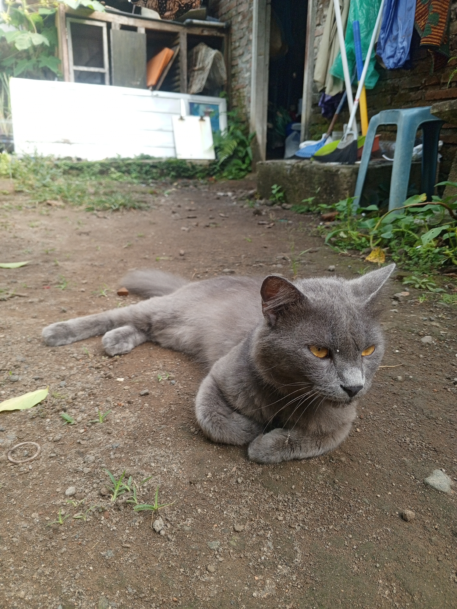 A grey cat with yellow eyes lies on a dirt ground in front of a brick building. The cat is facing right and has its paws tucked under its chest. Behind the cat, there is a white door leaning against a structure. To the right of the door, a blue stool is visible, and laundry is hanging on the brick wall. Green plants grow around the building. The scene appears to be an outdoor area in Sumbersari, Indonesia.