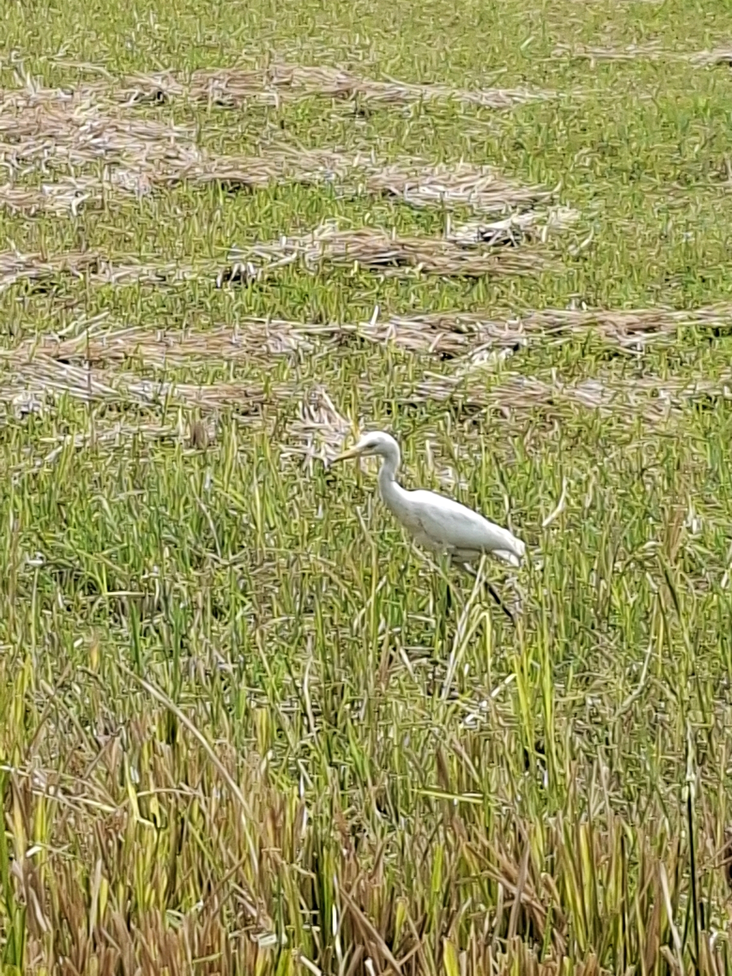 A white egret stands in a grassy field. The egret is facing to the left, with its head slightly lowered. The field is covered in green grass, with some dry stalks of vegetation scattered throughout. The background is a blurry expanse of grass and dry stalks, suggesting an outdoor, natural setting. The image does not provide any information to determine its location in Mungkid, Indonesia.