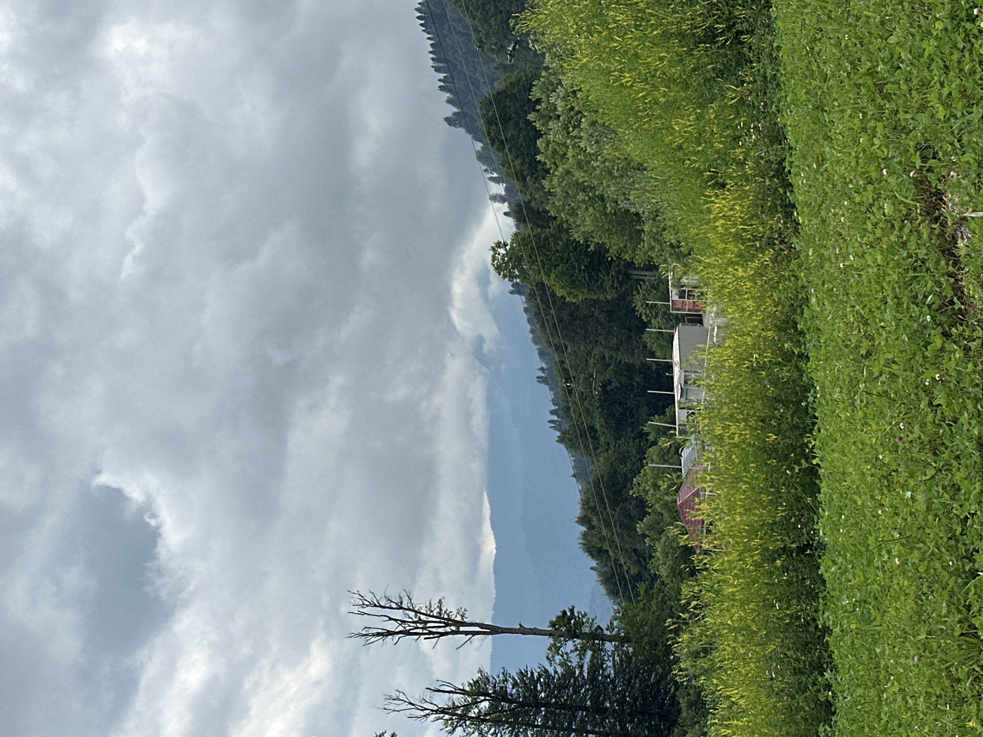 The image depicts a cloudy, overcast sky above a lush, green mountainous landscape. In the foreground, a field of green grass, dotted with small white and pink flowers, extends towards the viewer. Behind this field, a dense growth of yellow-green bushes and trees creates a vibrant contrast. Further back, several buildings with red roofs and white structures are partially visible, nestled amongst the trees. The middle ground is dominated by a thick forest of dark green trees, with bare, skeletal tree trunks rising above them on the left side of the frame. In the background, layers of mountains fade into the distance, with the furthest peaks appearing in muted blue and gray tones due to atmospheric perspective. Power lines are visible stretching across the scene, cutting through the trees and contributing to the man-made elements within the natural environment. The overall impression is one of a rural or semi-rural setting in a mountainous region, likely Estosadok, Russia, given the context.