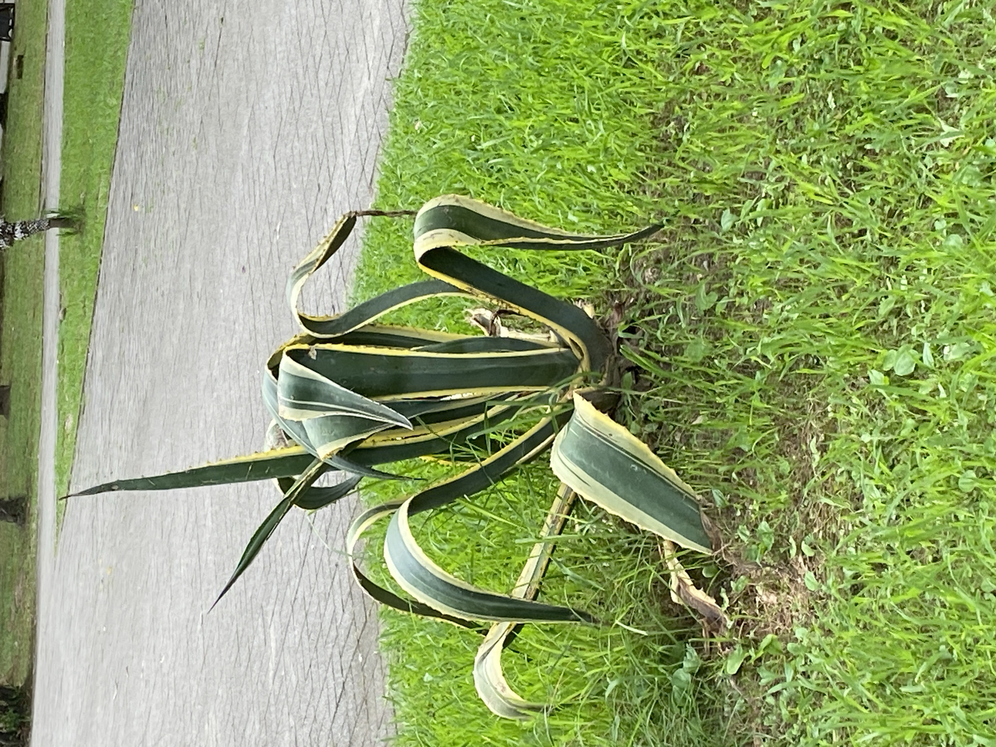 A variegated agave plant with green and yellow striped leaves is growing in a patch of green grass next to a paved walkway in Sokhumi, Abkhazia. The walkway is made of light gray rectangular pavers arranged in a diagonal pattern. The agave plant has thick, fleshy leaves that are curved and drooped, with sharp tips. Some of the lower leaves appear to be dry and brown. The grass is short and appears to be well-maintained. In the background, there is more paved walkway and patches of green grass, with some trees visible further in the distance. The lighting suggests it is daytime, likely overcast or in the shade. There are no people or animals visible in the image.