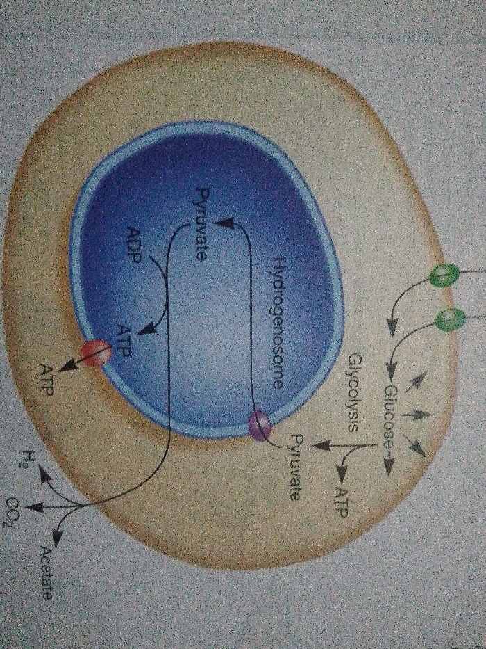 The image depicts a cellular process involving glucose, pyruvate, a hydrogenosome, ATP, ADP, acetate, carbon dioxide, and hydrogen gas. Glucose undergoes glycolysis, generating pyruvate and ATP. Pyruvate enters the hydrogenosome where it is converted, producing ATP and acetate. Acetate, carbon dioxide, and hydrogen gas are released from the cell. ADP is converted to ATP within the hydrogenosome and transported out. This process illustrates a type of anaerobic energy metabolism.