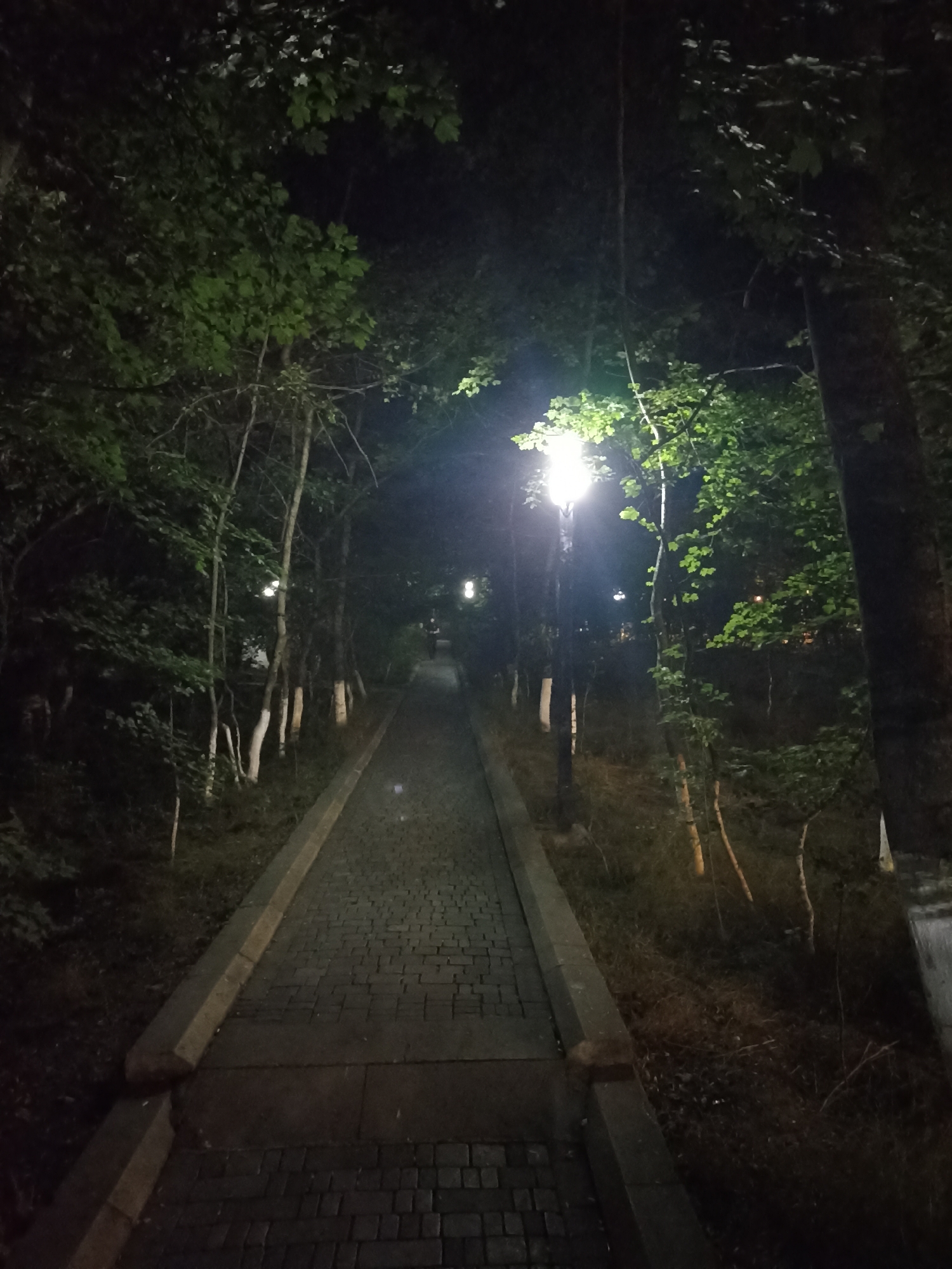 An illuminated pathway curves through a dense forest at night. The path is paved with dark cobblestones and bordered by a concrete curb. Tall trees with lush green foliage line both sides of the path, their leaves illuminated by streetlights. The streetlights, a bright white, are positioned intermittently along the path, casting a glow that cuts through the darkness and highlights the textured bark of the trees. Some of the tree trunks are painted white at their base. The undergrowth on the sides of the path appears dry and sparse. The overall atmosphere is serene and slightly mysterious.