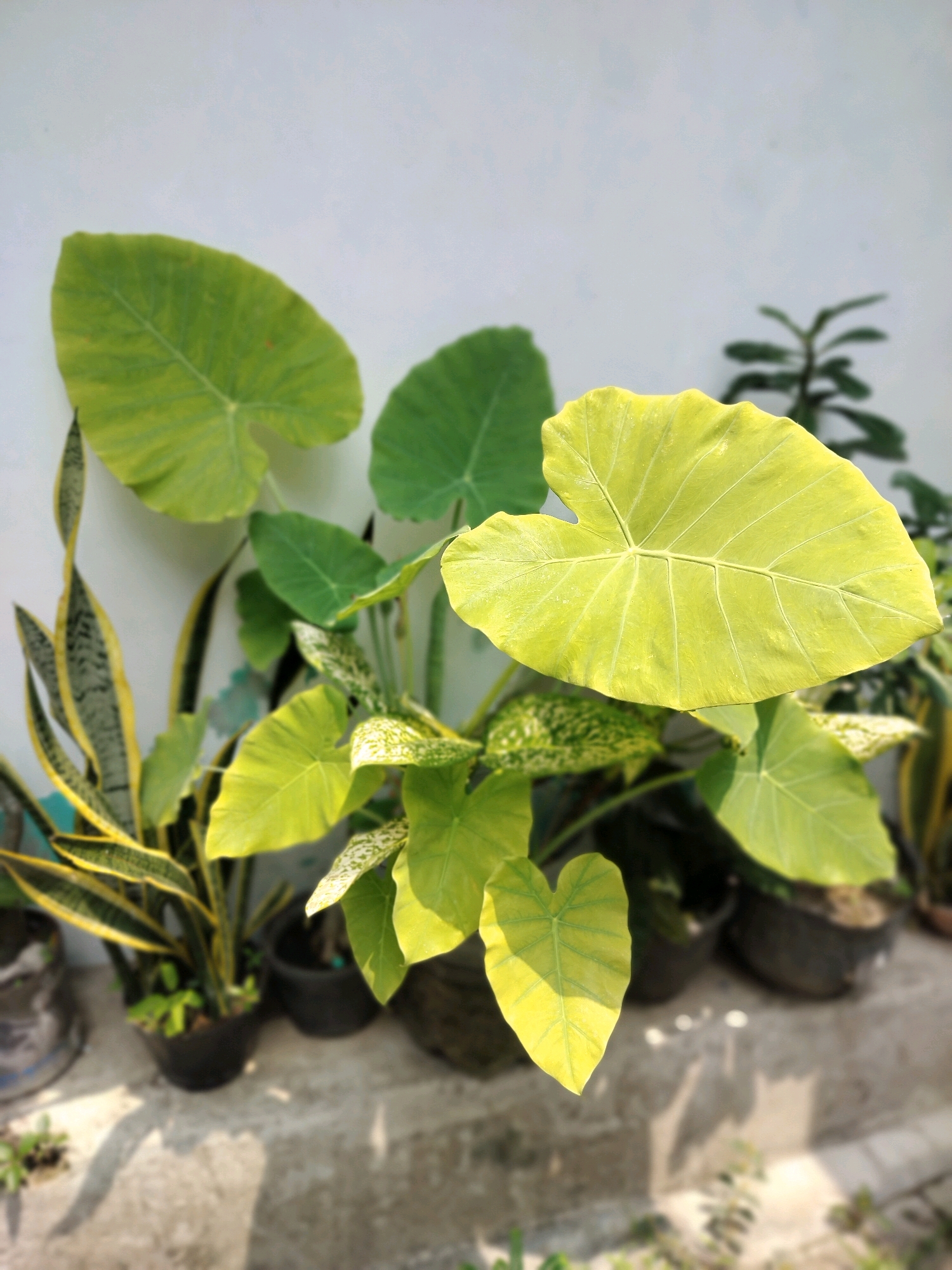 The image shows a close-up of several potted plants, primarily large-leafed green plants and a snake plant, arranged in a row against a plain white wall. The plants are in dark-colored pots, some of which are partially visible. The ground is a rough, grey concrete surface, with some smaller plants and shadows visible. Sunlight appears to be casting shadows on the ground, suggesting an outdoor setting. The overall scene is brightly lit, with some areas of the image in sharp focus and others blurred. The location is identified as Yogyakarta, Indonesia. There are no people or animals present in the image.