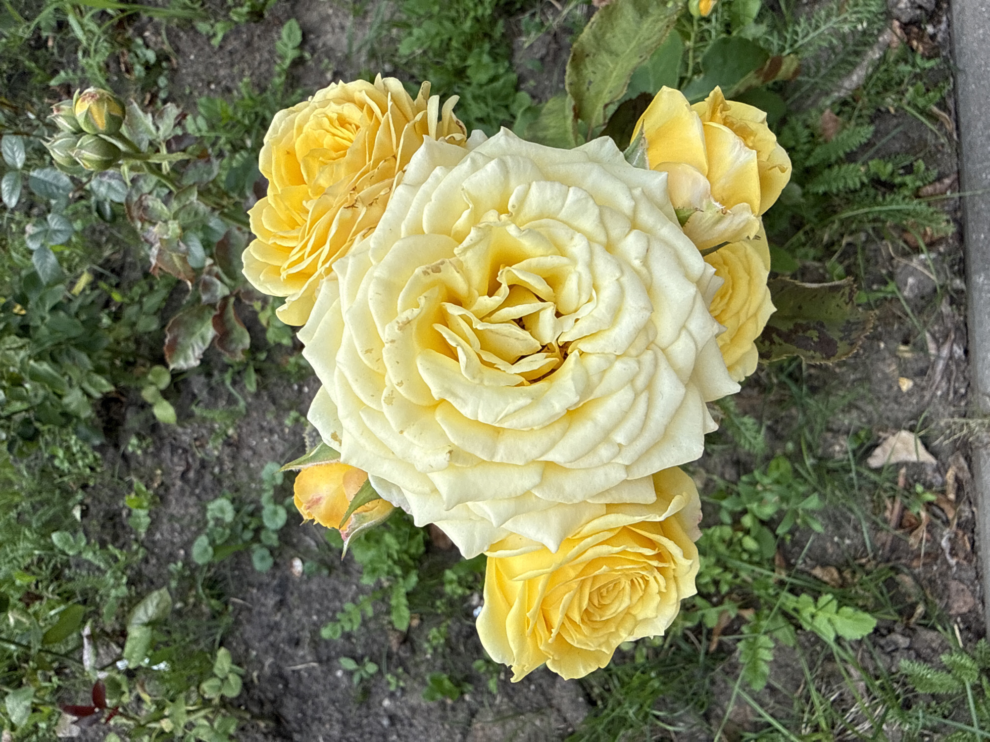 A cluster of yellow roses with a creamy white rose in the center are in bloom in an outdoor setting. The roses are arranged in a bouquet-like fashion. The background consists of green foliage, soil, and some budding roses. The scene is depicted from a top-down perspective, with the flowers taking up the majority of the frame. The overall impression is one of natural beauty and floral abundance.