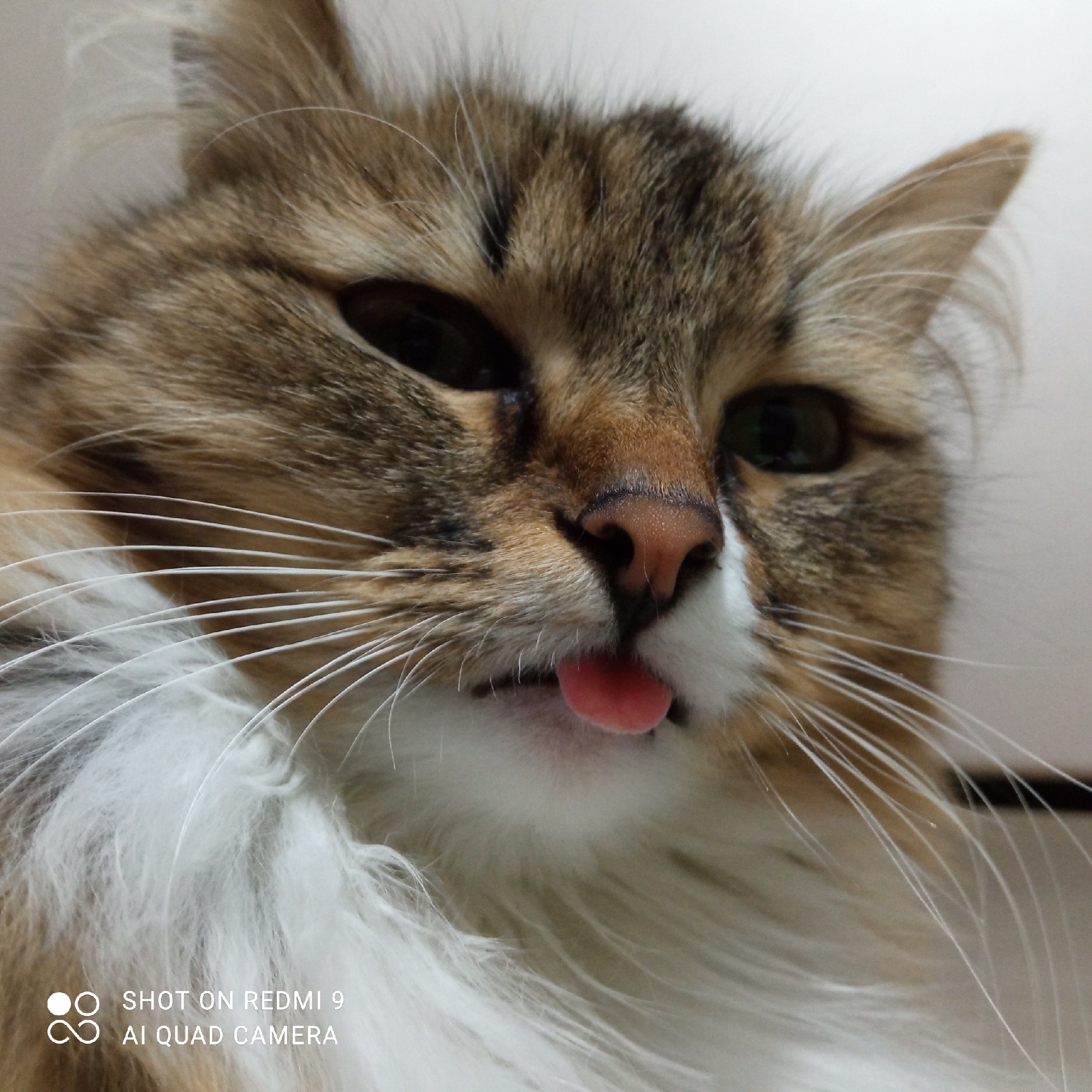 A close-up shot of a cat's face, with its tongue sticking out. The cat has brown and white fur, with long white whiskers. The camera details "SHOT ON REDMI 9 AI QUAD CAMERA" are present in the lower left corner of the image. There is no information in the image to confirm its location in the city of Chaikovsky, Russia.