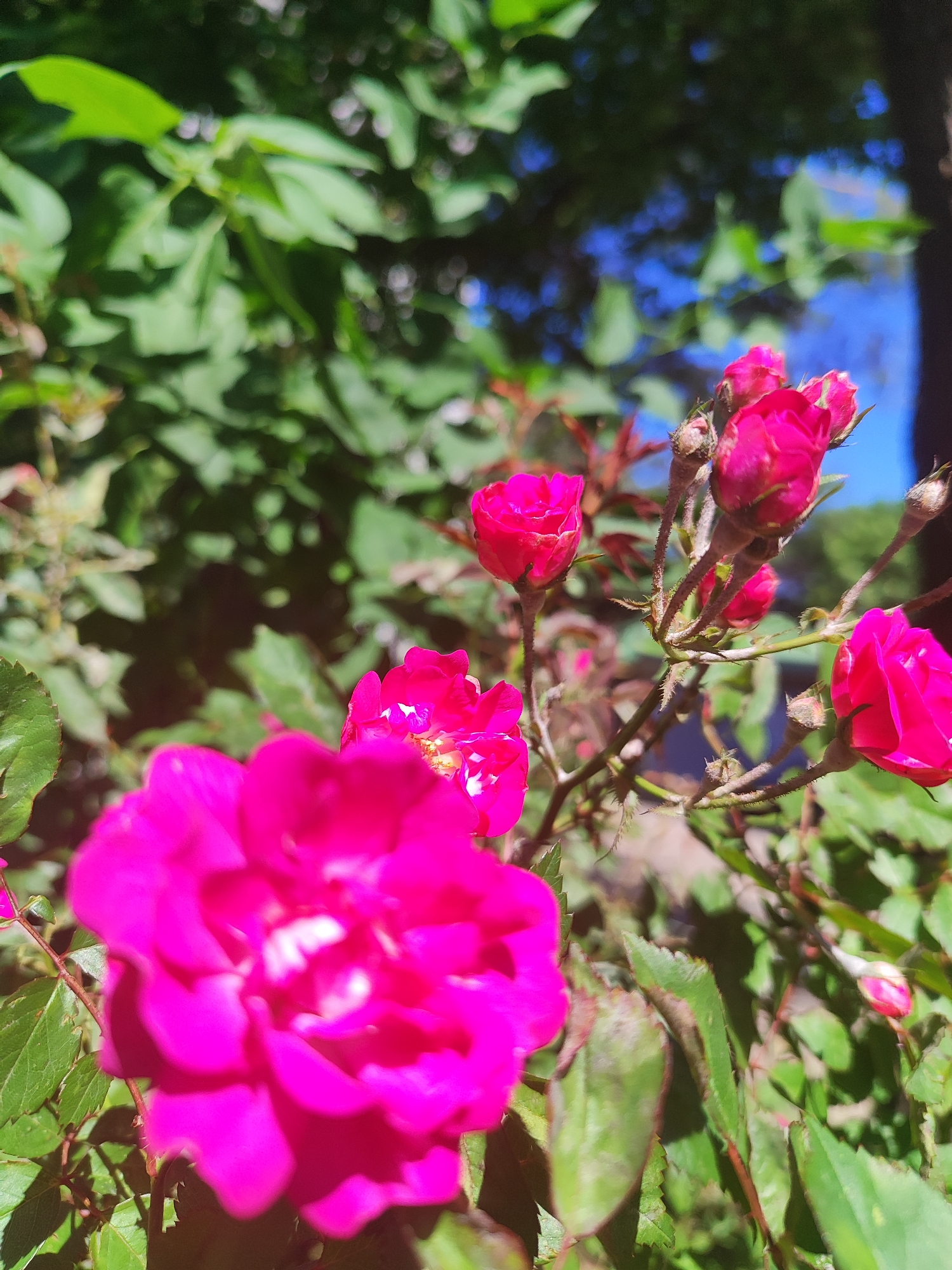 The image shows a close-up of pink roses in bloom. Several rose buds are visible. Green foliage is in the background. The sky is visible through gaps in the foliage. The location is unknown and there is no evidence to indicate it is in Krasnodar, Russia.