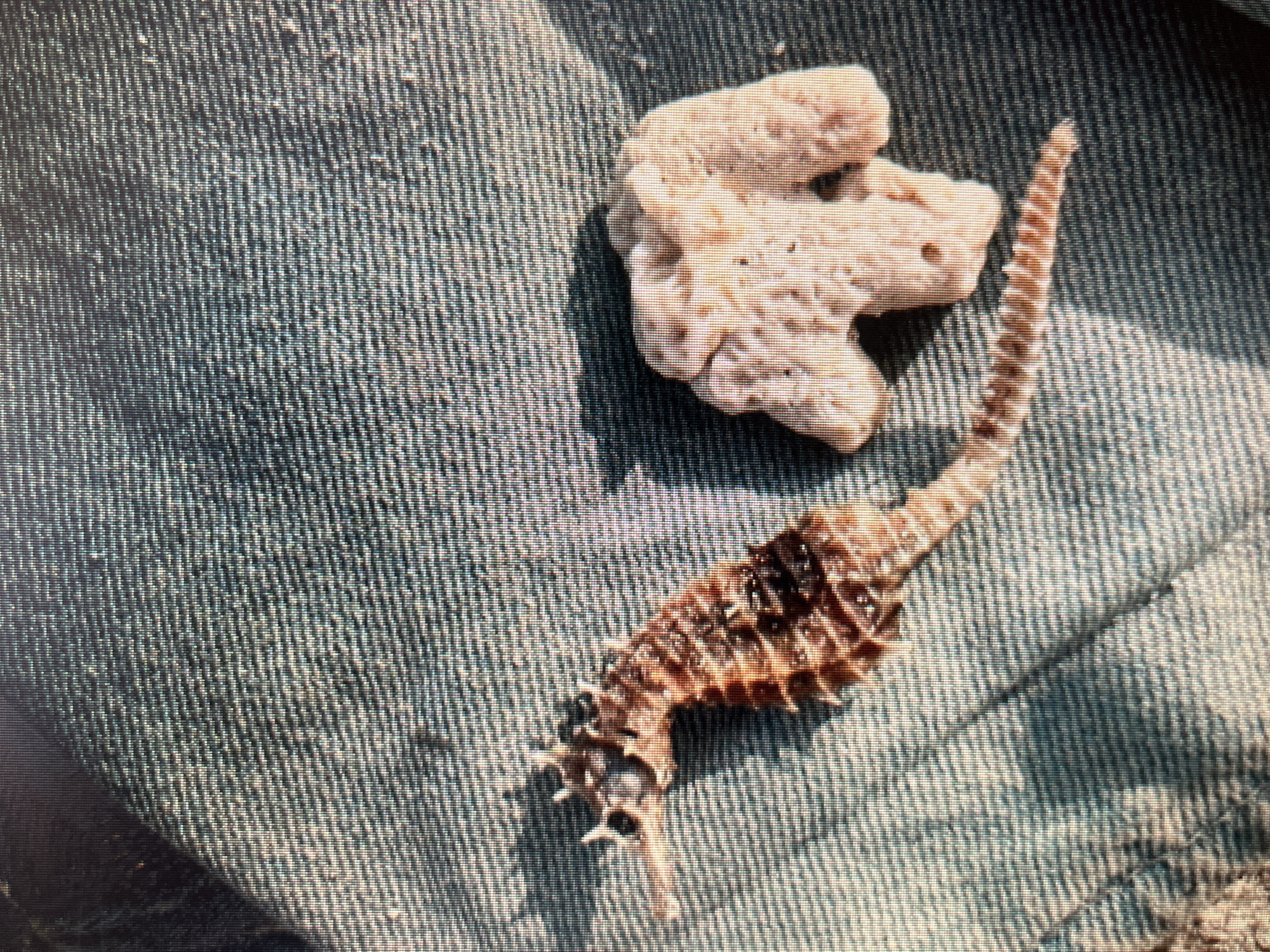 A dead seahorse and a piece of coral are placed on a blue, textured surface, possibly denim. The seahorse is positioned to the left of the coral, with its head facing left and its tail curled around. The coral is to the right of the seahorse and has an irregular, branching shape. The lighting in the image suggests it was taken outdoors, with shadows indicating a light source from above and to the left. The specific location in Sejahtera, Indonesia, cannot be determined from the image.