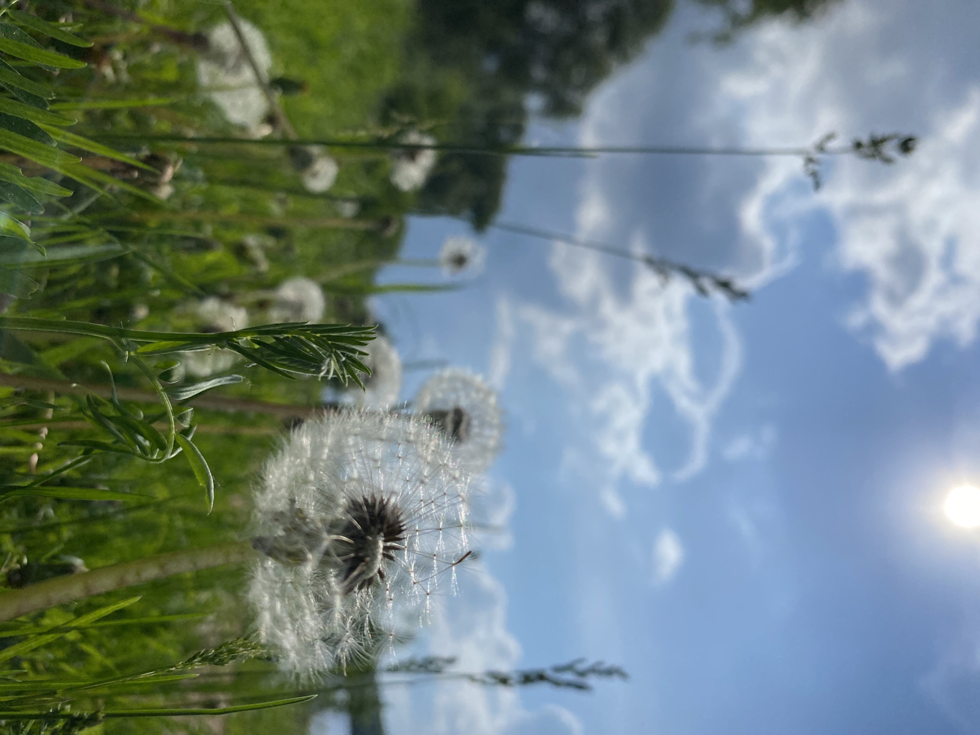 This is a low-angle, close-up photograph of dandelions in a grassy field under a bright, sunny sky with scattered clouds. The sun is visible in the upper right corner, creating a lens flare. The foreground is dominated by the fluffy seed heads of several dandelions, with one in sharp focus on the right side, revealing its intricate structure. Other dandelions are out of focus in the background, along with blades of grass, green foliage, and distant trees. The scene suggests a natural, outdoor setting, likely a park or meadow. No people or specific urban landmarks are visible to pinpoint a location within Chaikovsky, Russia.