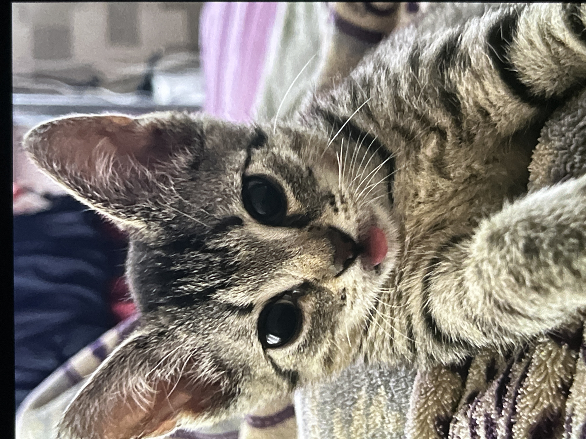 A close-up shot captures a tabby kitten lying on a striped towel. The kitten is looking at the camera with its large eyes. The kitten's tongue is slightly visible. The background is blurred and indeterminate. There is no indication of the location being Khimki, Russia.