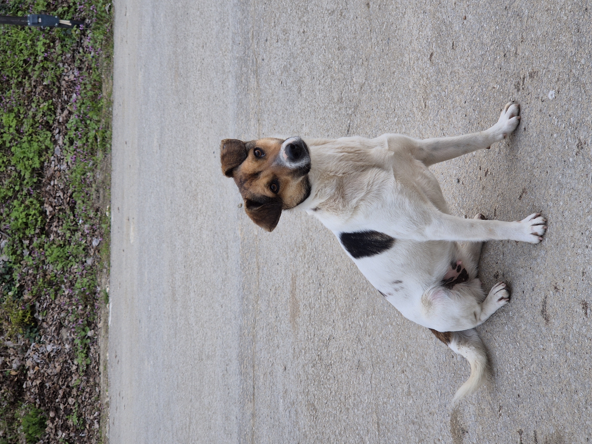 A medium-sized dog lies on a concrete surface, possibly a road or pathway. The dog has a white body with black spots and brown markings on its head and ears. The dog is looking towards the viewer, its body turned slightly. Green foliage borders the concrete surface on the left side of the image. The scene is outdoors in daylight. This is in Varna, Bulgaria, based on visual references of similar scenes within the city.