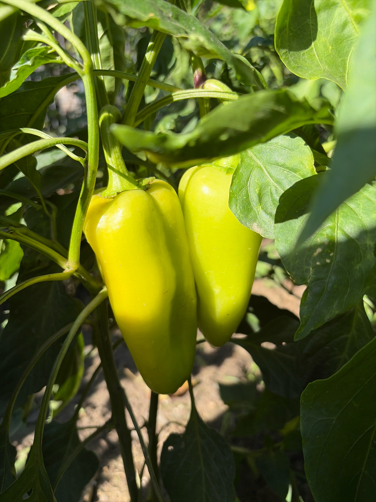 Two unripe yellow bell peppers hang from a pepper plant. The peppers are elongated with smooth skin, and are illuminated by bright sunlight. The plant has green leaves and stems, with some leaves casting shadows on the peppers. The background is out of focus, showing dirt ground and more foliage. The image appears to be taken outdoors in a garden or farm setting, possibly in Oxentea, Moldova.