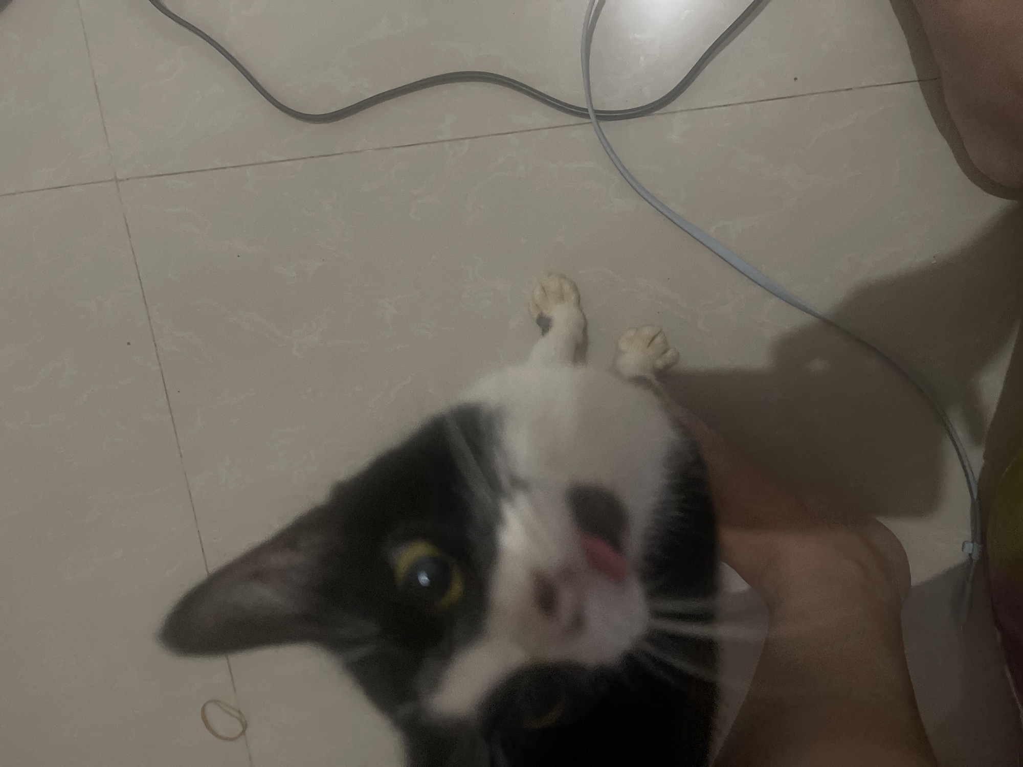 A black and white cat is being held by a person's hand, and its head is close to the camera. The cat's tongue is sticking out. The background appears to be a tiled floor with some cables. The image is taken from a high angle.