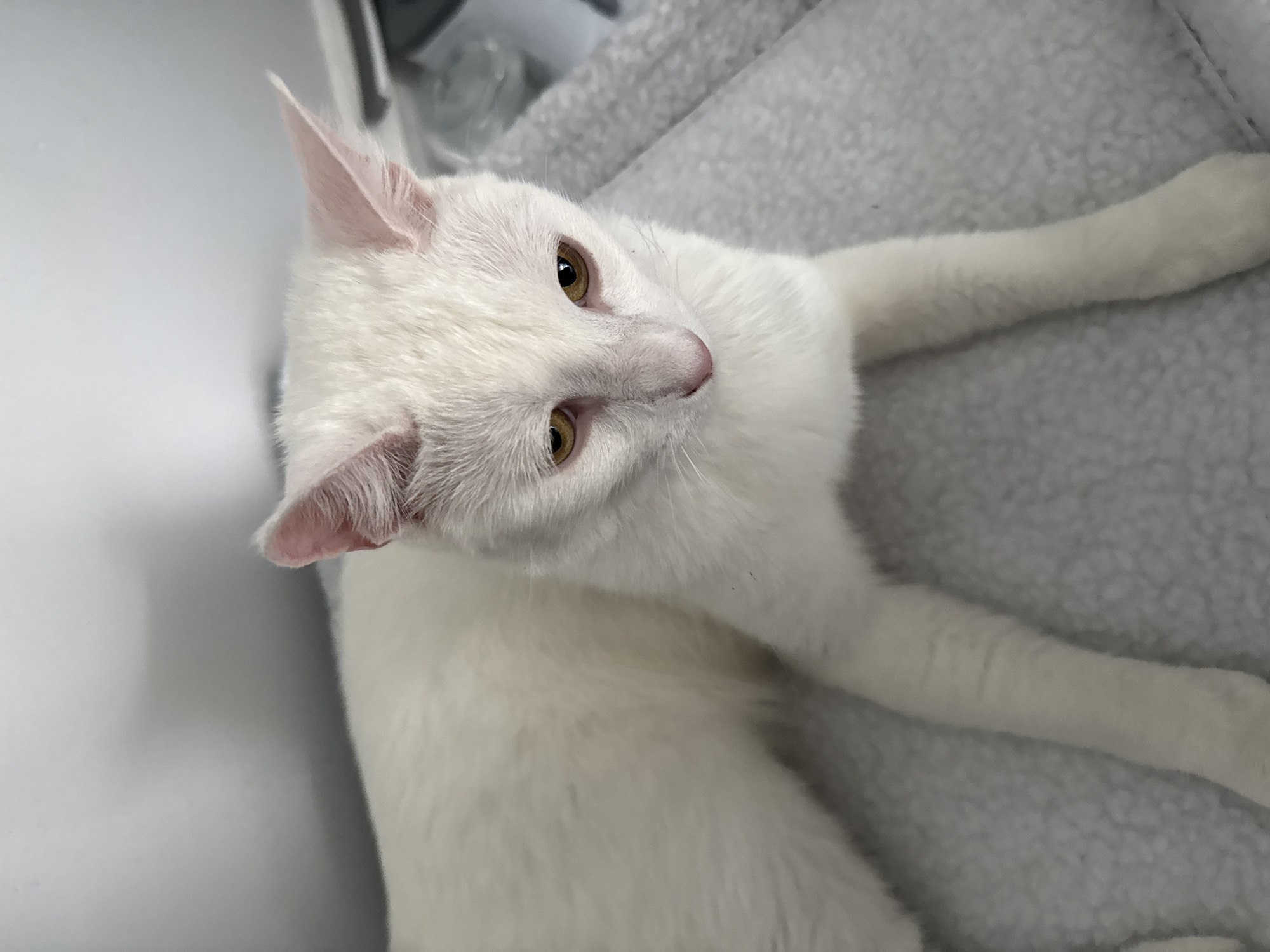 A white cat with yellow eyes is lying on a gray, fuzzy blanket. The cat is facing to the right of the frame, with its head tilted down. The background is a white wall with a shadow on it. The image was taken in the city of Girard, United States of America.