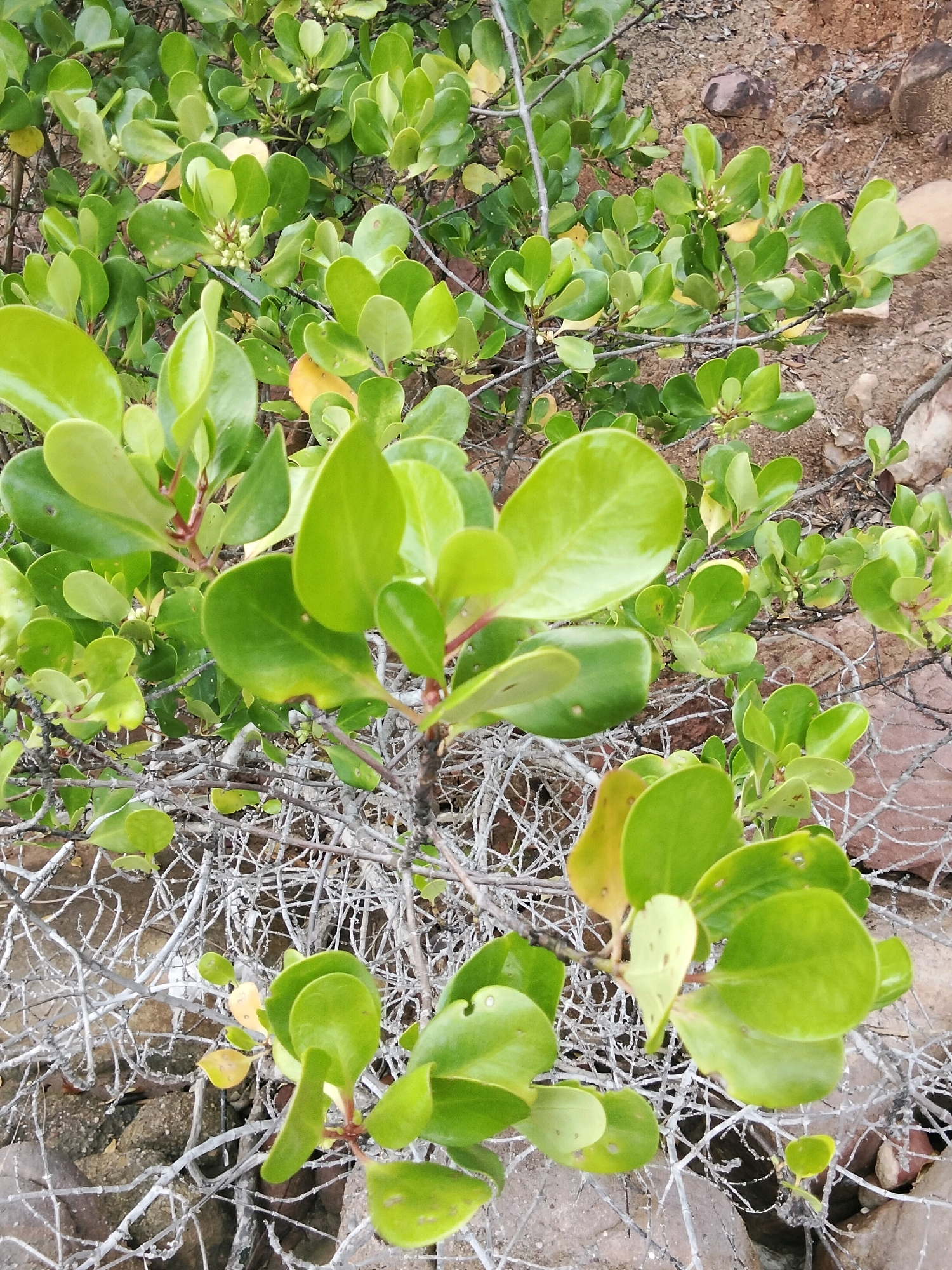 A close-up, eye-level shot shows a dense, low-lying shrub with vibrant green, oval-shaped leaves. Some leaves exhibit a slight yellowing. The shrub's branches are a mix of green stems with red tinges and dry, grey, twiggy structures. Small, white, bud-like structures are visible amongst the leaves. The background consists of reddish-brown, rocky terrain with scattered pebbles and larger stones. The overall scene appears to be an outdoor environment, possibly a dry, arid region. The image does not depict any people or specific city landmarks.