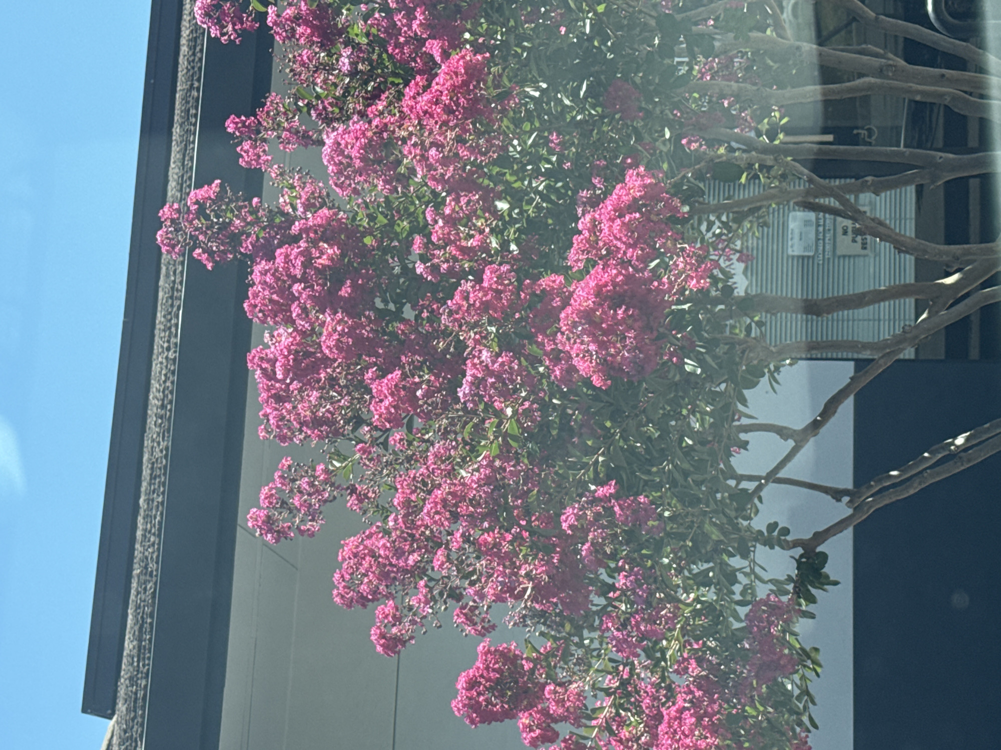 A blooming crape myrtle tree with vibrant pink flowers is pictured in front of a building with a dark gray roof and a light-colored exterior wall. The sky is a clear, bright blue. The building has a dark blue lower section and a ribbed metal facade visible behind the tree branches. A sign on the metal facade reads "CLOSED FOR LUN..." and "NO PUBLIC REST". The scene appears to be outdoors in a city environment, likely Citrus Heights, California, USA.