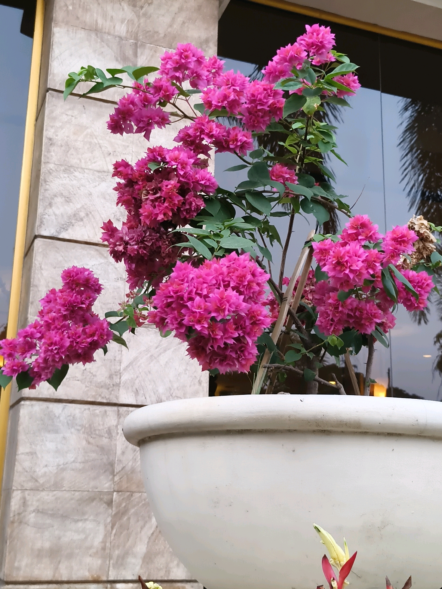 A vibrant pink bougainvillea plant cascades out of a large white planter. The plant is in full bloom, with clusters of delicate paper-like flowers covering its branches, interspersed with dark green leaves. The planter sits against a textured beige stone wall, which is partially obscured by the plant. To the left of the wall, a vertical yellow column is visible. Behind the plant, a large dark reflective surface, likely a window or glass facade, shows a muted reflection of palm fronds and a hint of orange light, suggesting an indoor or shaded outdoor setting, possibly in a hotel or commercial building in Serang, Indonesia. The overall scene is a close-up, focused on the lushness of the flowers and the contrast between the natural beauty of the plant and the architectural elements of its surroundings. There are no people or animals visible in the image.