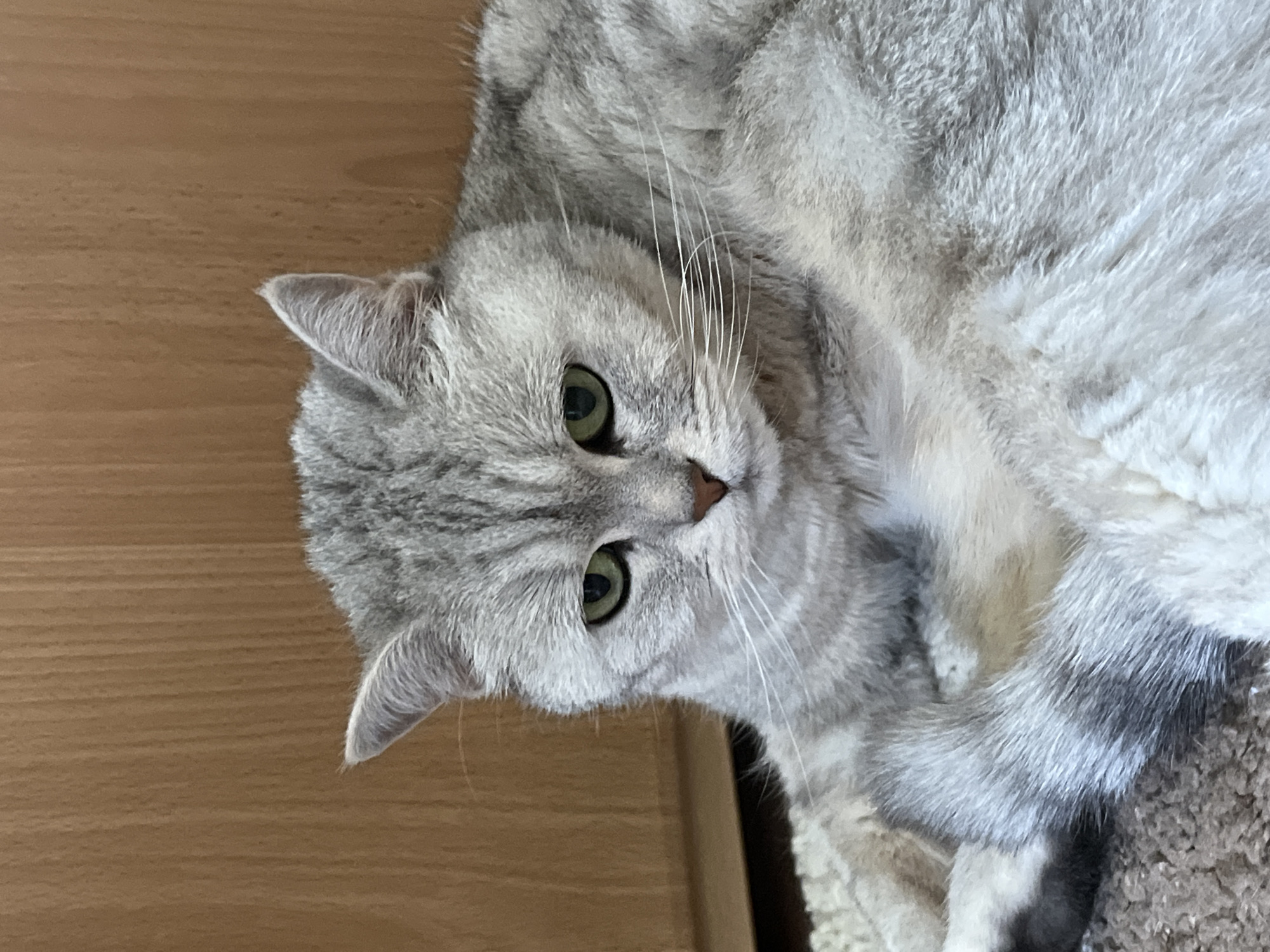 A light gray tabby cat with green eyes is lying down. The cat's head is turned towards the camera. The background is a light brown wall. The location is unknown. The claim that this photo was taken in Chaikovsky, Russia, cannot be confirmed.