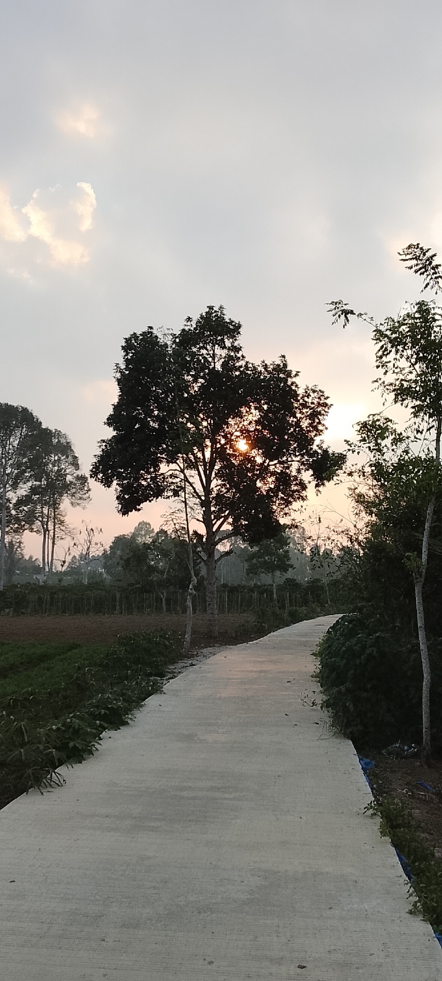 An outdoor, vertical, medium shot captures a concrete path winding through a rural landscape in Padang Dalom, Indonesia. The path, a light gray color, curves from the bottom right of the frame upwards and to the left. To the left of the path is a field, partially covered in brown earth and partially in lush green grass. Beyond the field, a line of dark green trees forms a dense border. A single, large, dark-leaved tree dominates the center of the image, its branches silhouetted against the sky. Sunlight pierces through the foliage of this tree, creating a bright glow. The sky above is a pale blue with scattered, wispy white clouds. The atmosphere appears serene, possibly at dawn or dusk, given the soft lighting.