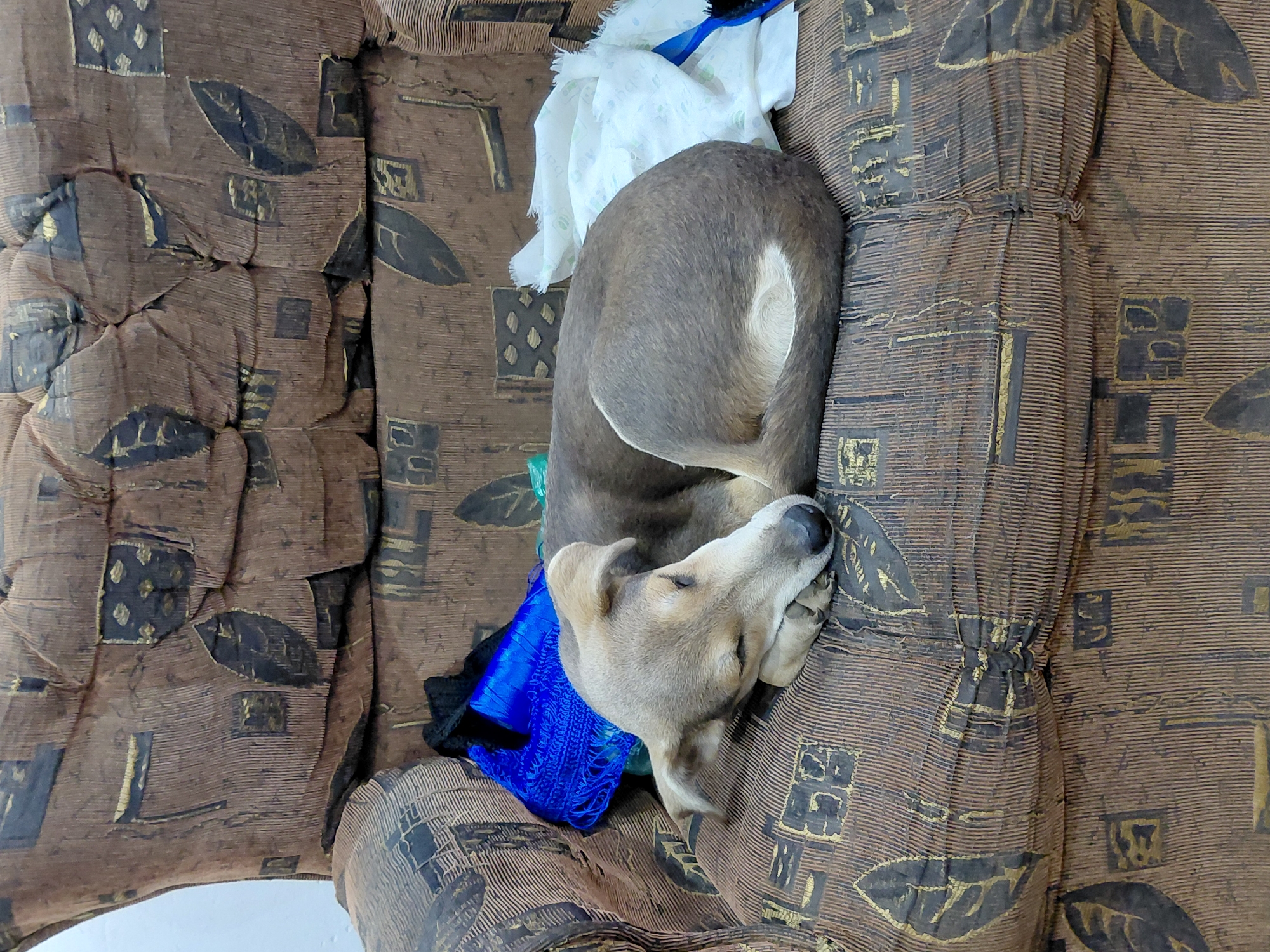 The image displays a light brown dog sleeping peacefully on a patterned sofa. The dog is curled up on its side, with its head resting on a bright blue, possibly knitted or woven, textile. Its body extends diagonally across the sofa, showcasing its short, smooth fur.
The sofa is upholstered in a brown fabric with a distinct pattern of dark brown/black leaves and geometric shapes, highlighted with gold or tan accents. The fabric appears worn and creased, suggesting frequent use. Behind the dog's back, near its rear end, there's a crumpled piece of white material. Faint green text, including the word "baby," is visible on this white item, indicating it might be a used baby wipe or diaper.
The scene takes place indoors, likely within a home in Santa Ana, Venezuela. The dog appears deeply relaxed, conveying a sense of comfort and tranquility. No other subjects are visible, and there are no discernible cues for the time of day or weather conditions. The overall activity depicted is a dog resting or sleeping.