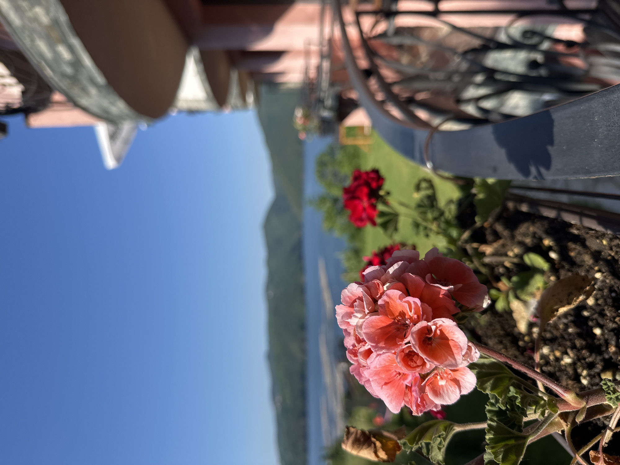 This image depicts a balcony scene in Glavatartsi, Bulgaria, overlooking a body of water and distant hills. In the foreground, two clusters of geraniums are in bloom; one is a vibrant pink, and the other a deep red. The pink geranium is in sharp focus, with individual petals visible, while the red one is slightly out of focus. The balcony railing, made of dark metal with decorative scrollwork, runs diagonally across the right side of the frame. Behind the railing and flowers, a light pink building with curved balconies is visible. The background features a wide expanse of calm blue water, likely a lake or reservoir, bordered by green hills under a clear blue sky. The lighting suggests it is daytime, with the sun casting shadows on the balcony railing. There are no people or animals present in the scene.