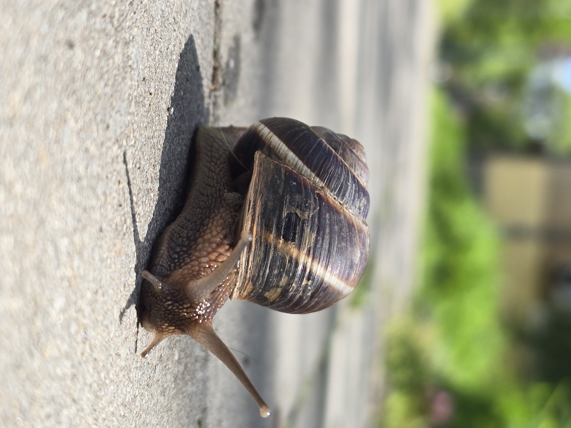 A snail is crawling along a concrete surface. The snail's shell is brown with light-colored bands. The snail's body is a darker brown with visible texture. The snail has two eye stalks protruding from its head. A small droplet is visible at the tip of one of the eye stalks. The concrete surface is light gray and slightly rough. The background is blurred and shows green foliage. The image is taken outdoors and appears to be well-lit.