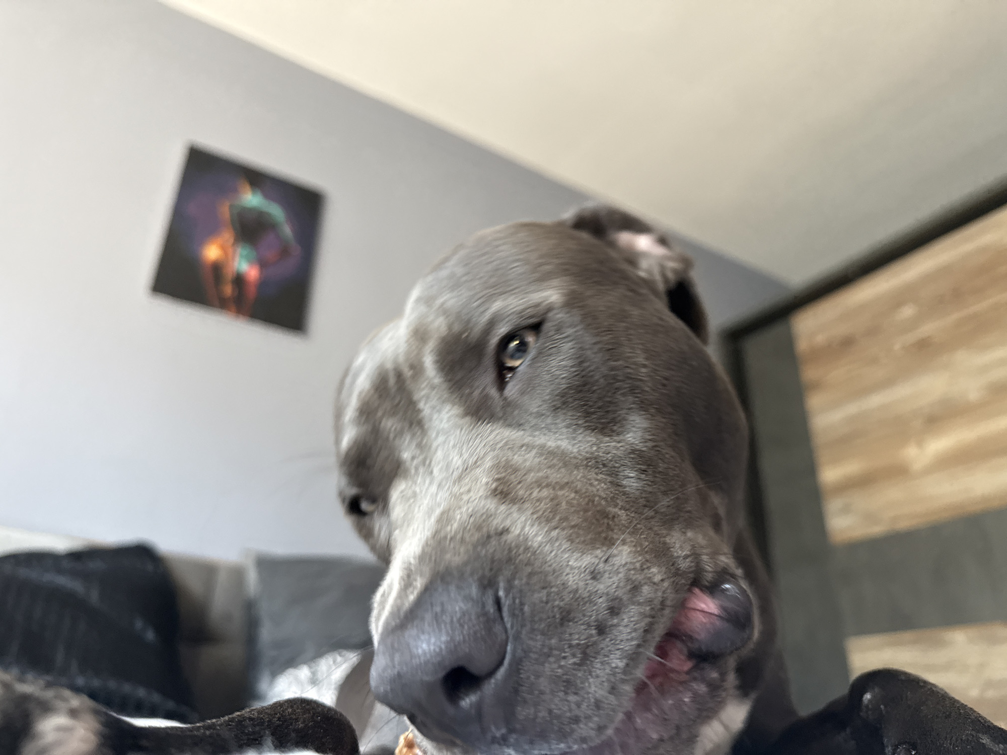 The image shows a close-up, low-angle shot of a grey pit bull dog's face as it looks towards the camera. The dog's nose and mouth are prominent in the foreground, with its tongue visible. In the background, a square artwork depicting a stylized human figure is hanging on a light gray wall. To the right, part of a wooden cabinet or closet is visible. The scene appears to be indoors, likely in a residential setting, but the location in Varna, Bulgaria, cannot be determined from the visual information present. There are no people or other discernible subjects in the image besides the dog and the artwork. The lighting suggests an indoor environment with ambient light.