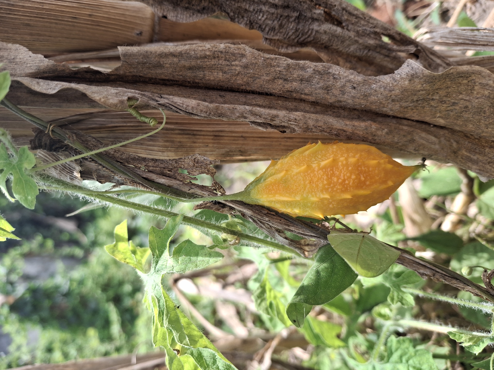A close-up, eye-level, vertical shot features a ripe, bright yellow bitter melon hanging from a vine. The bitter melon is elongated and ridged, with a textured skin. It is positioned to the right of center, partially obscuring a dried, brown stalk of what appears to be a banana plant. The vine, a lighter green and fuzzy, wraps around the stalk. In the background, out-of-focus green foliage and a light-colored structure can be observed, suggesting an outdoor setting. The lighting is natural, casting soft shadows. The image is clean and sharp, with a shallow depth of field that blurs the background. This scene is located in Denok, Indonesia.
