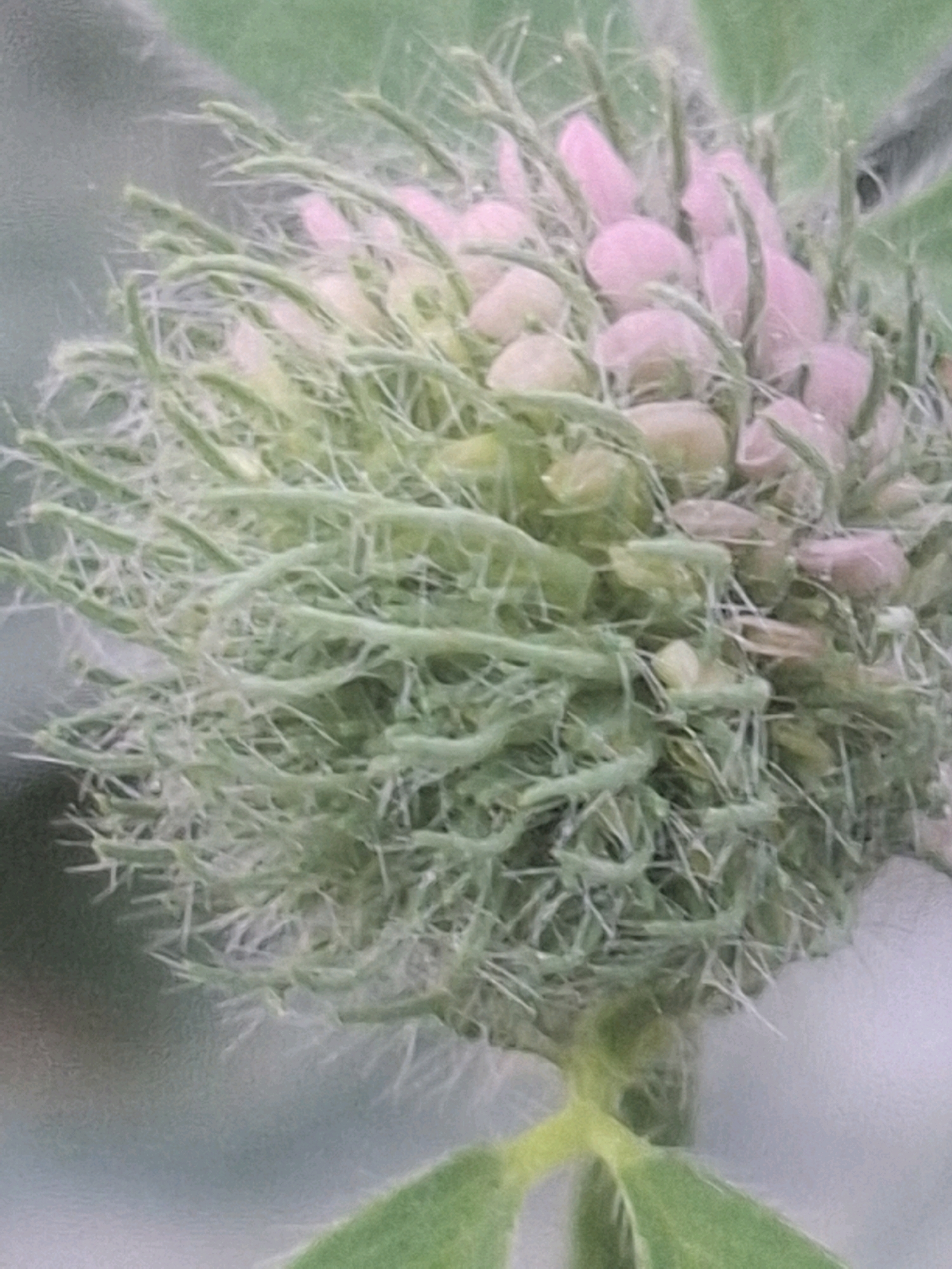 A close-up, low-angle, vertical shot captures a fuzzy, light green bud-like structure of a plant, possibly a flower, with a cluster of small, light pink buds peeking through its spiky, interwoven green sepals. The background is a blur of muted green and grey, suggesting an outdoor, natural setting. There is no indication of the city of Almaty, Kazakhstan, or any human presence.
