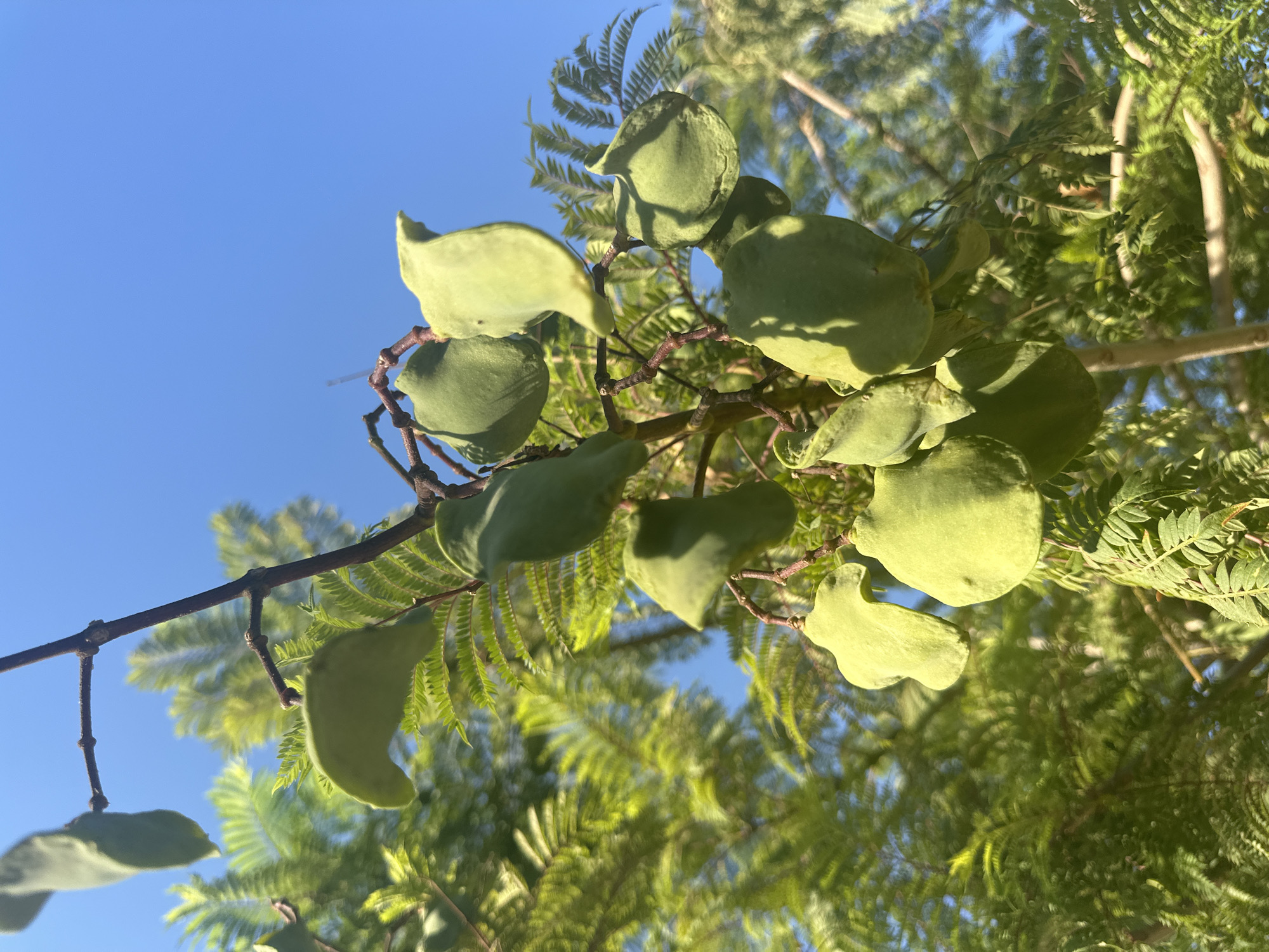 This is a close-up, upward-facing outdoor photograph of a tree branch with several large, green seed pods hanging from it. The seed pods are somewhat flattened and have an irregular, almost wing-like shape with a pointed tip. They appear to be in a cluster. The branch is thin and dark brown, with smaller, feathery green leaves also visible. In the background, more of the tree's foliage is visible, out of focus and illuminated by sunlight, appearing as a vibrant green mass. The sky above is a clear, bright blue. The scene is likely in Ramat Gan, Israel, given the context. There are no people or animals present in the image. The lighting suggests it is daytime, likely morning or afternoon, with strong sunlight casting subtle shadows on the seed pods.
