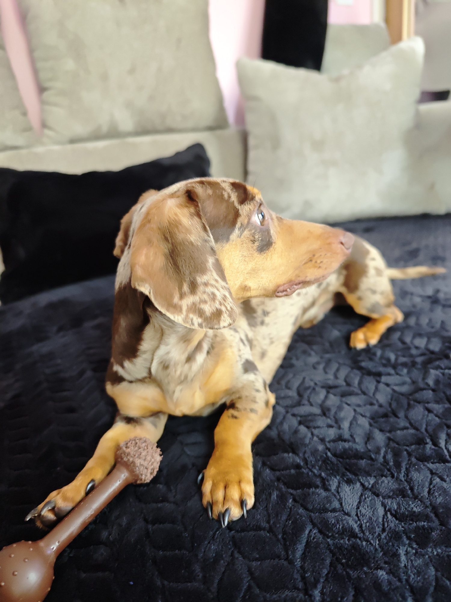 Located in Locking Parklands, United Kingdom, the image depicts a dapple-patterned Dachshund dog lying on a dark gray or black quilted textured throw blanket. The dog, displaying a coat of various shades of brown, tan, and cream with irregular darker patches, is positioned with its body facing left and its head turned sharply to the right, looking slightly upwards. It holds a dark brown, bone-shaped chew toy between its front paws; the toy features a granular textured end and a studded end. In the blurred background, several large, light cream-colored cushions are visible on a sofa or bed, along with a partial black pillow and hints of light-colored interior walls.