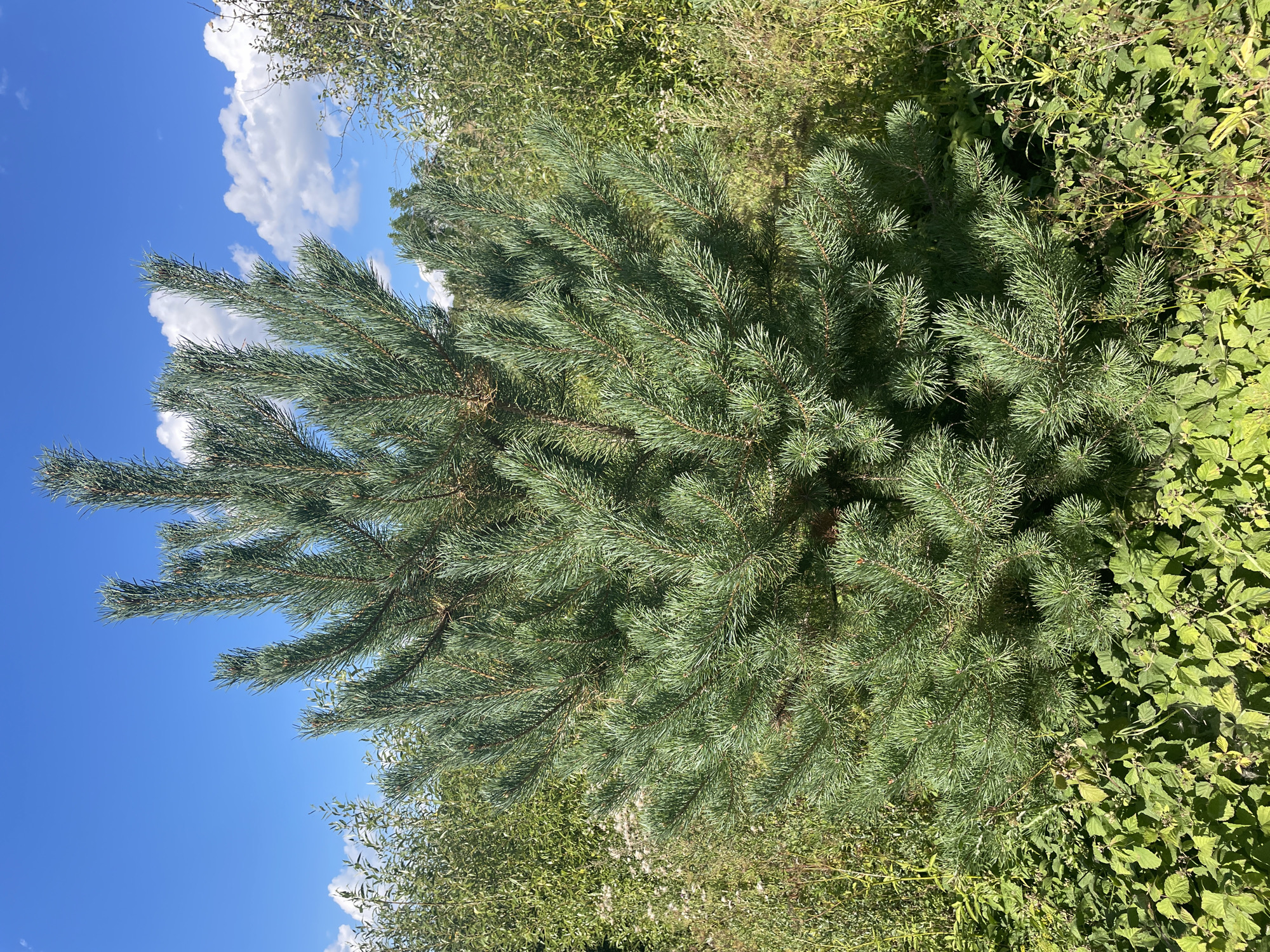 A young pine tree stands in a field of green vegetation under a bright blue sky with scattered white clouds. The pine tree has dense green needles and a conical shape, with its branches extending outwards. The surrounding vegetation consists of various leafy plants and some taller, thinner stalks. The scene appears to be outdoors, likely in a rural or natural setting, possibly in the vicinity of Shpykolosy, Ukraine, given the context provided. There are no people or animals visible in the image. The lighting suggests it is daytime, with sunlight illuminating the scene.