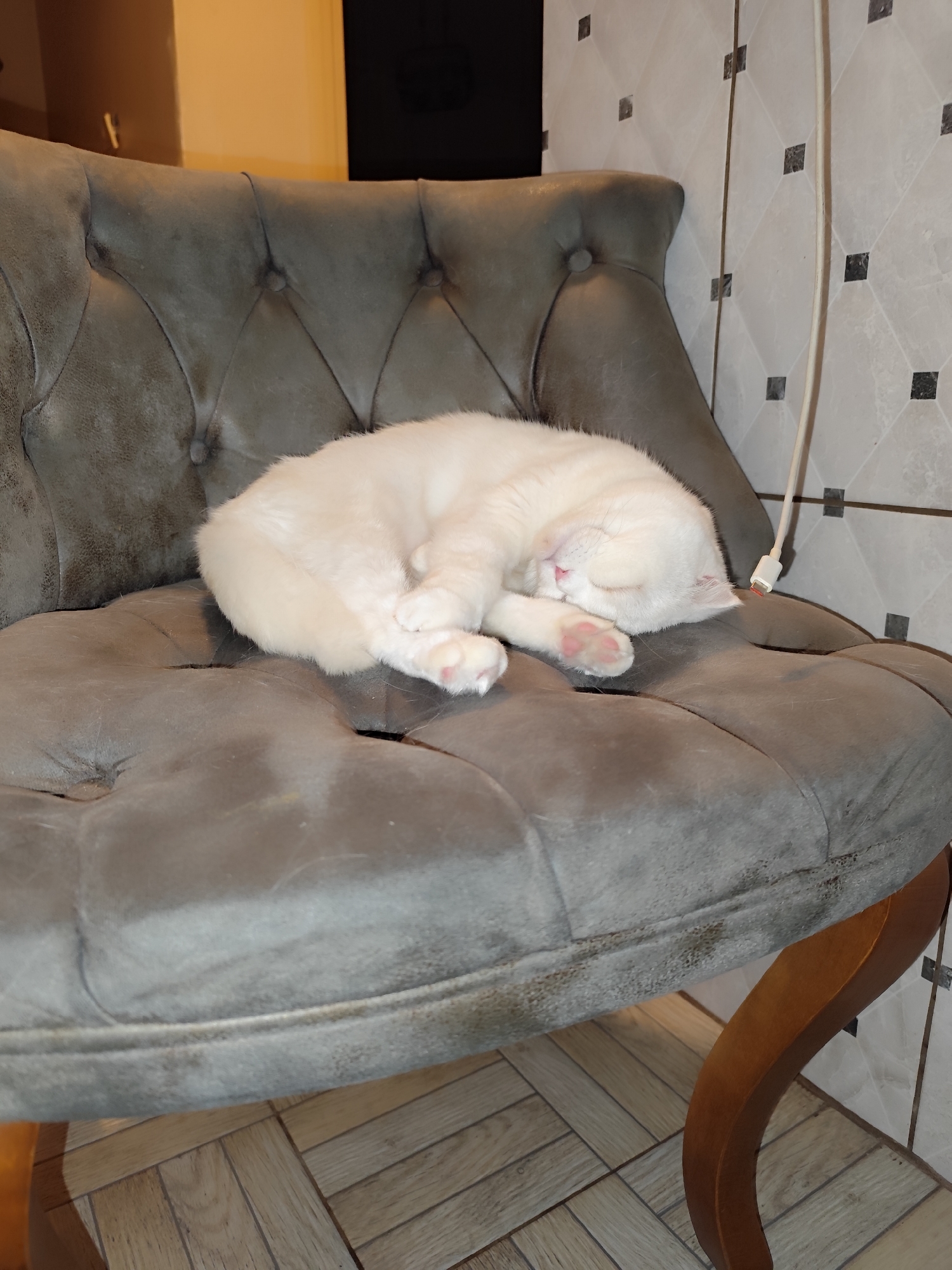 A white cat with pink paws is curled up asleep on a gray, tufted chair. The chair has wooden legs and is positioned near a wall with a pattern of small squares. A white cable is hanging down from above, next to the chair. The location is a home in Sarıyer, Turkey.