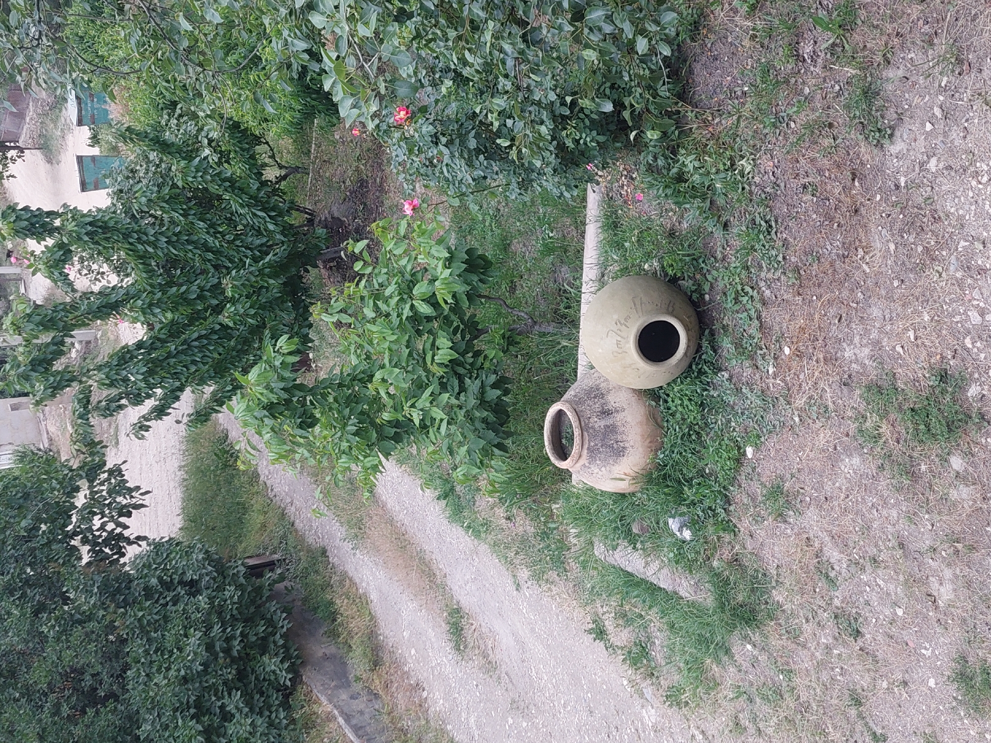 The image, appearing rotated 90 degrees clockwise, captures an outdoor scene from an elevated perspective, looking down into a verdant landscape. Lush green trees and bushes dominate the left and central portions of the frame. Scattered among the foliage in the upper-central area are small, delicate pink roses.
Towards the right side of the image, two weathered, antique-looking clay pots, resembling amphorae or qvevri, rest on sparse grass and dry earth. The upper pot is lighter in color, while the lower one is darker and appears older. A light-colored dirt path or road diagonally traverses the scene from the bottom-left corner to the top-right. Along the lower-left edge of this path, a narrow concrete or stone channel is visible. In the distant background, peeking through the trees on the far left, are glimpses of light-colored buildings or structures, and a darker, rectangular object, possibly a bin or gate.
No activity is taking place; the scene is static. The time of day is daytime, characterized by soft, diffused natural light, without harsh shadows, suggesting an overcast day or early/late hours.
On the upper clay pot, clearly visible text is inscribed or painted: "ARENI 2008" followed by "30л" below it. This text indicates the pot's origin from Areni, Armenia, a region renowned for its winemaking, its manufacturing year (2008), and its capacity (30 liters). The scene evokes a sense of tranquility and connection to traditional rural life, likely in an agricultural or vineyard setting, consistent with the provided location context of Areni, Armenia.